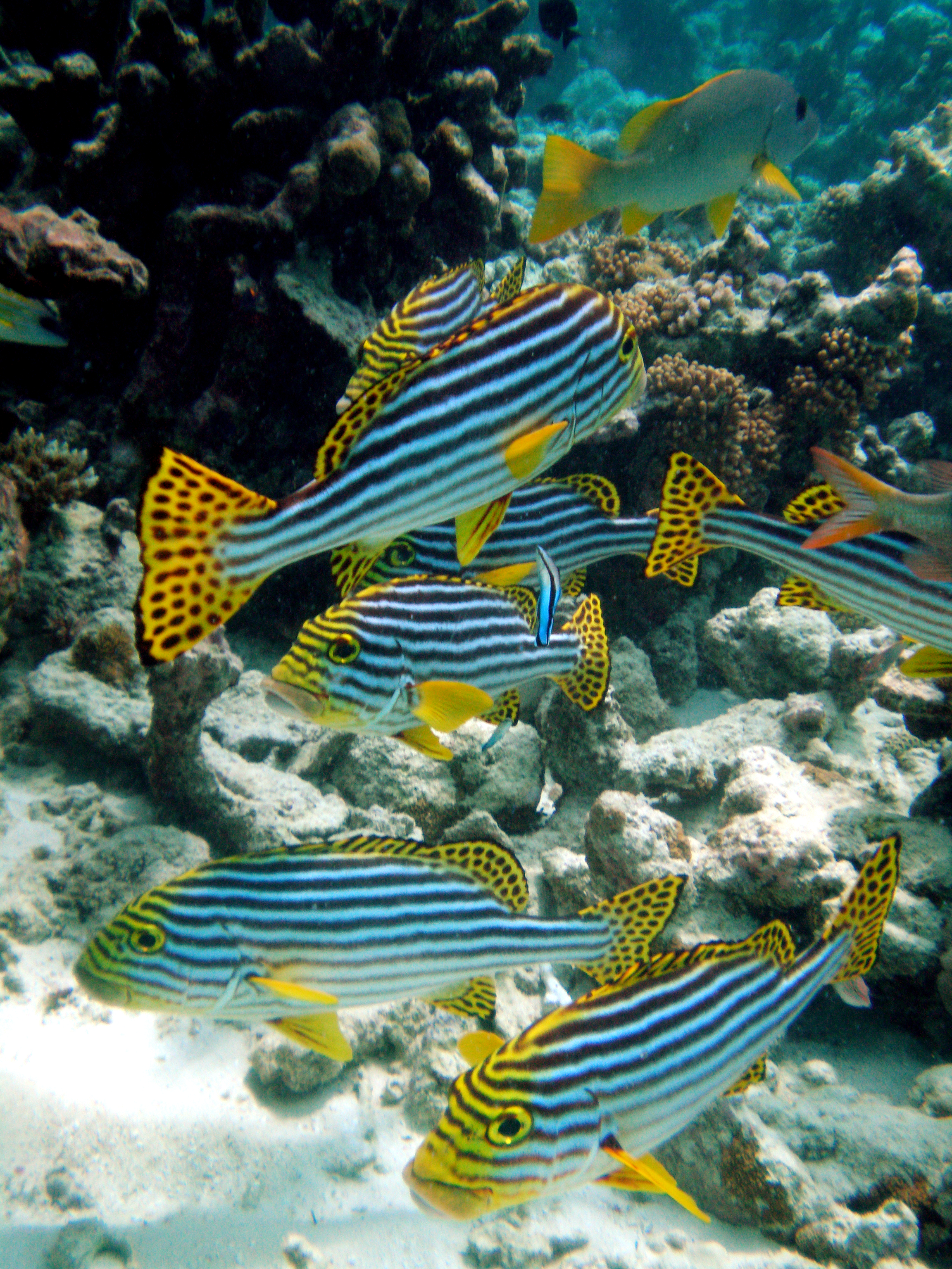 Bibis belang (Plectorhinchus vittatus) di Pulau Meeru, Atol Malé Utara