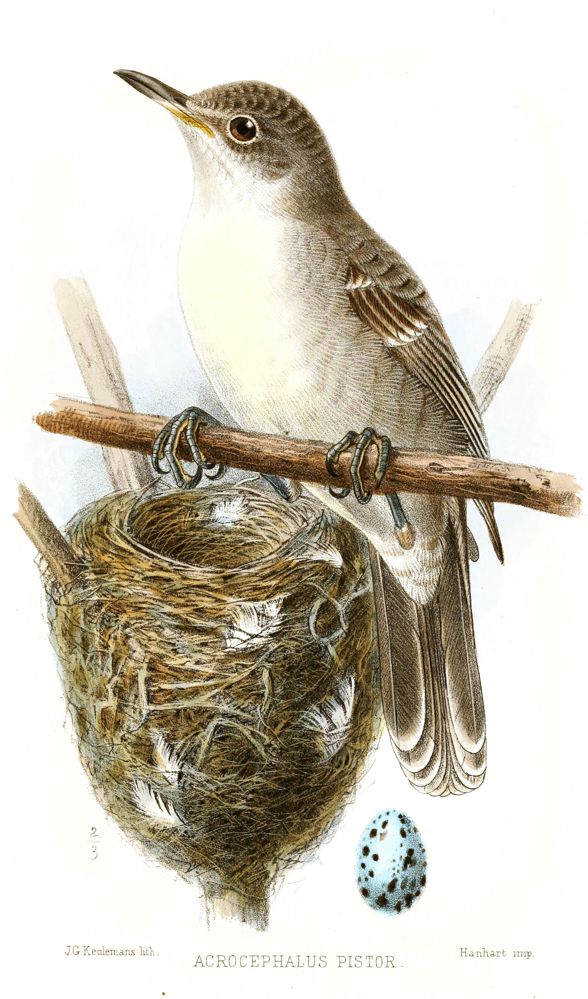 ボキコキコ(Acrocephalus aequinoctialis)はキリバス固有の唯一の陸生野生生物種である。