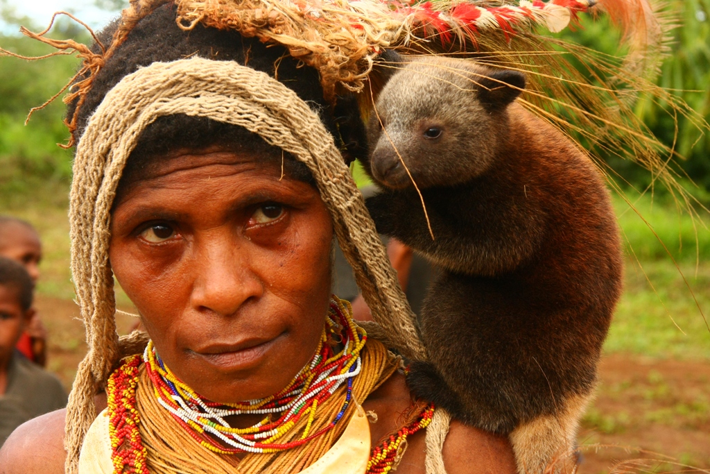Một con kangaroo cây ở Papua New Guinea