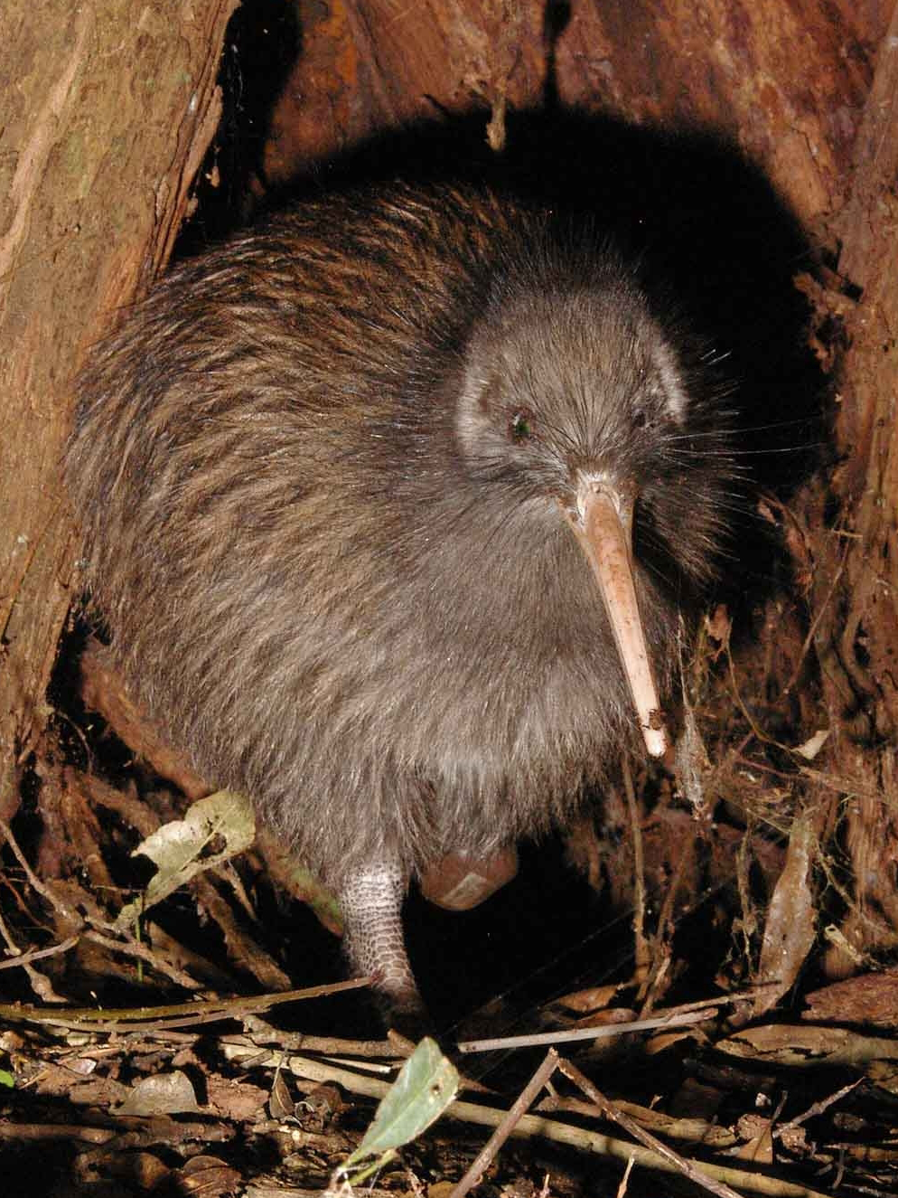 alt=Kiwi di antara ranting-ranting