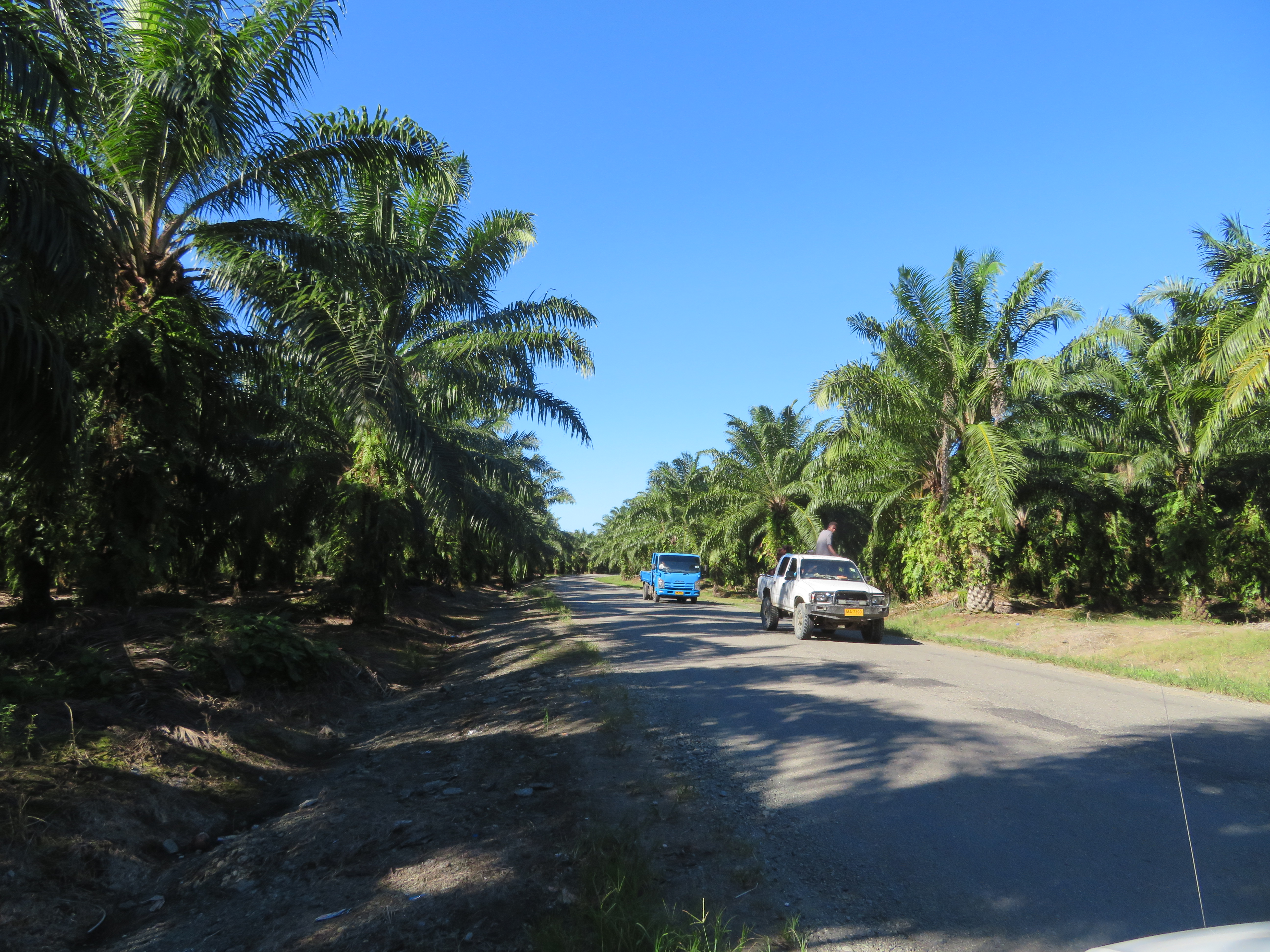Perladangan kelapa sawit berhampiran Tetere di Guadalcanal
