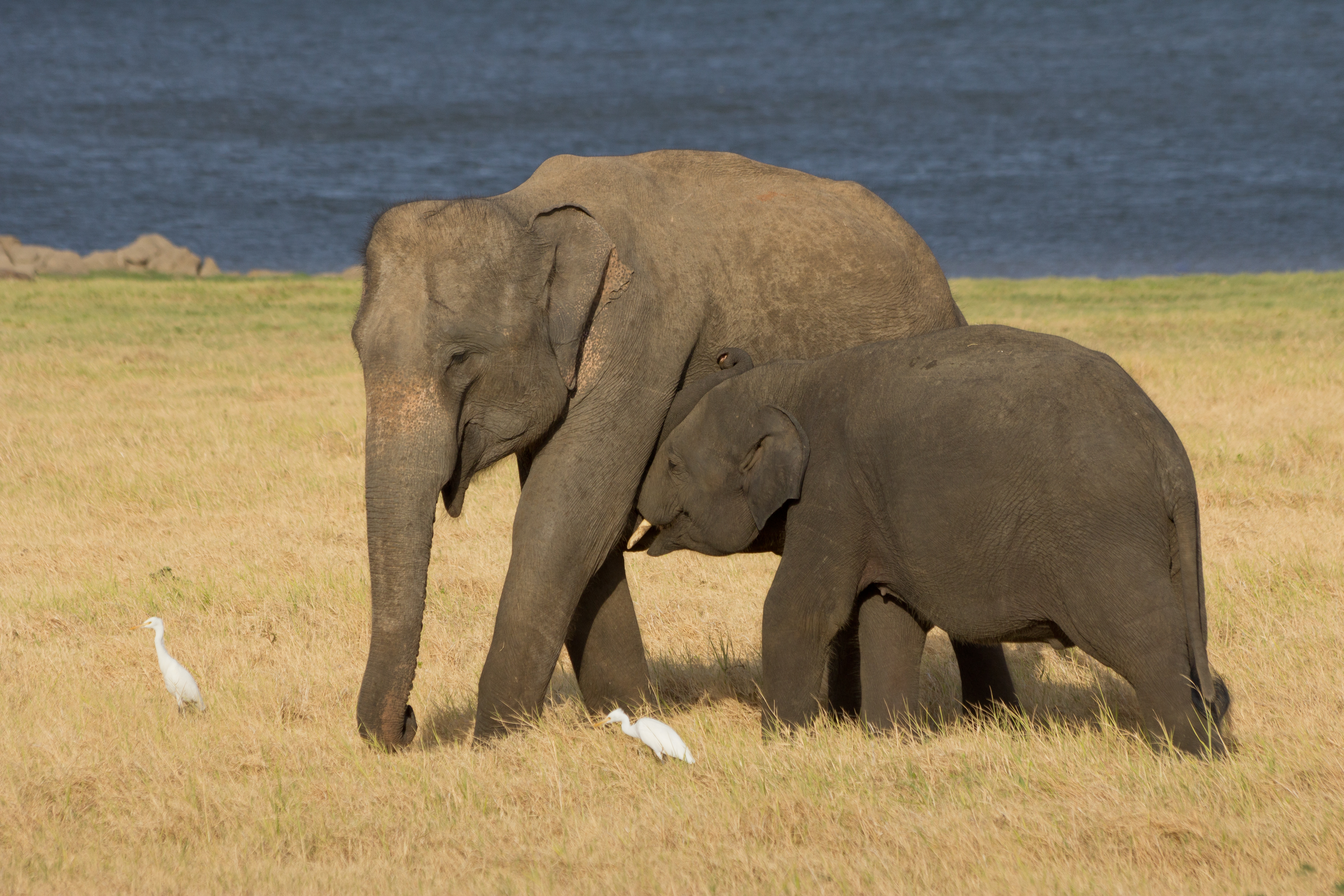 Gajah Sri Lanka adalah salah satu dari tiga subspesies Gajah Asia yang diakui. Sensus gajah tahun 2011 memperkirakan populasinya sebanyak 5.879 ekor.