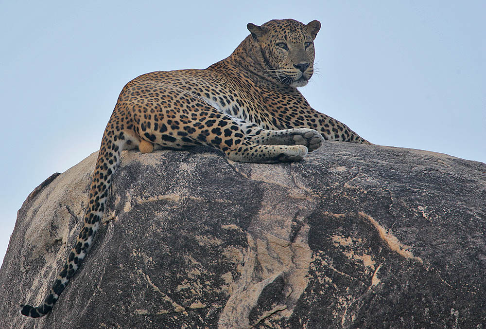 Macan tutul Sri Lanka (Panthera pardus kotiya) adalah subspesies macan tutul yang terancam punah asli Sri Lanka.
