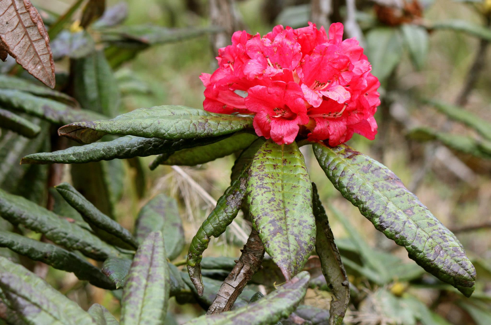 Maha rath mala (Rhododendron arboreum ssp. zeylanicum) adalah sub-spesies langka dari Rhododendron arboreum yang ditemukan di Dataran Tinggi Tengah Sri Lanka.