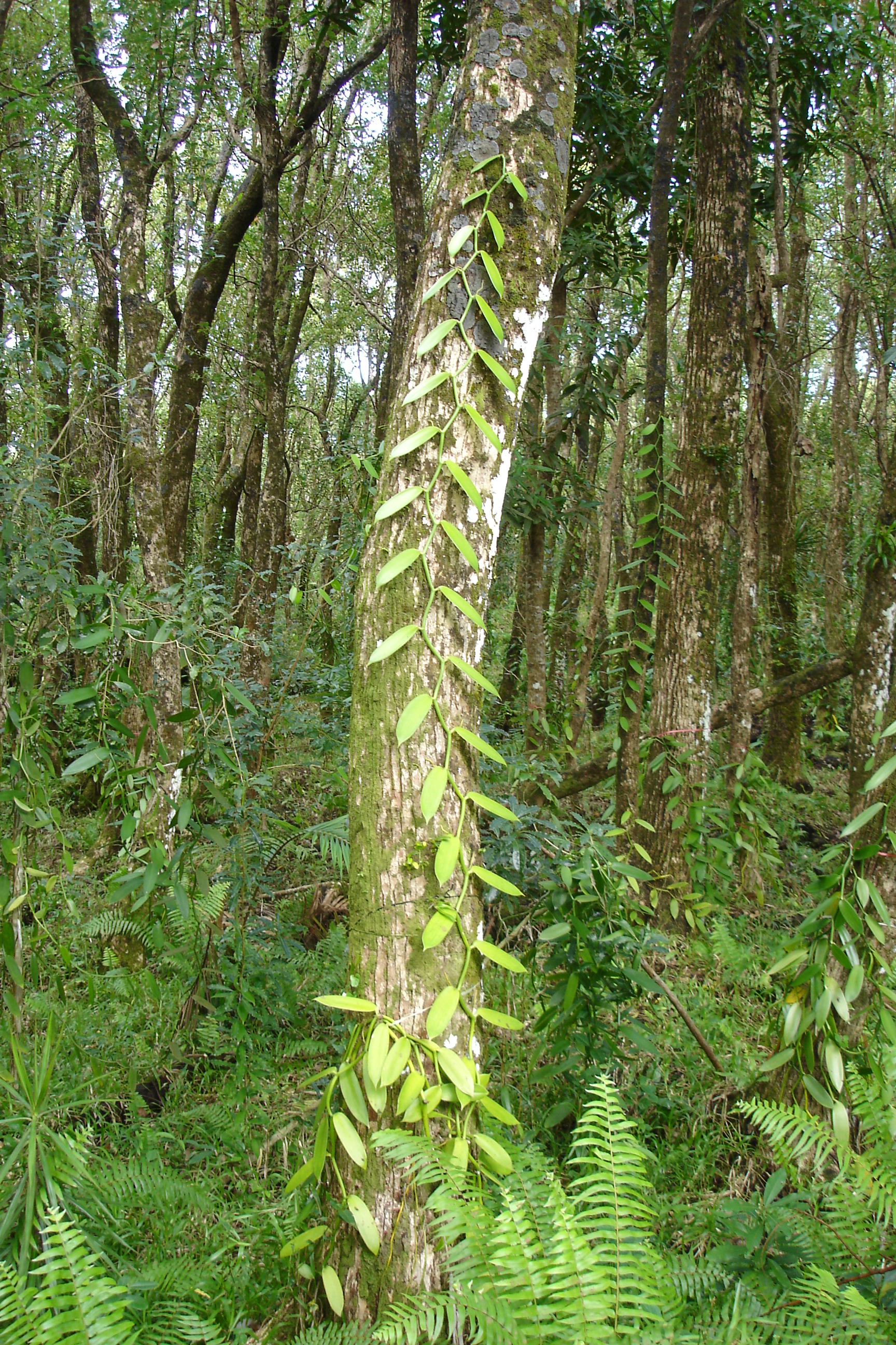 A vanilla plantation in the Comoros. Vanilla is a key agricultural export for the country.