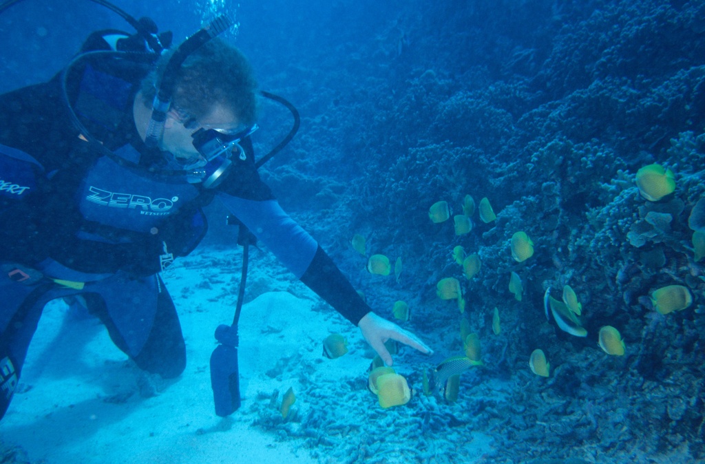 A diver explores the marine biodiversity around the Comoros, known for its coral reefs and unique species like the coelacanth.