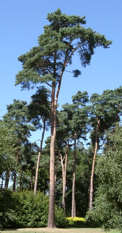 스코틀랜드소나무, Pinus sylvestris