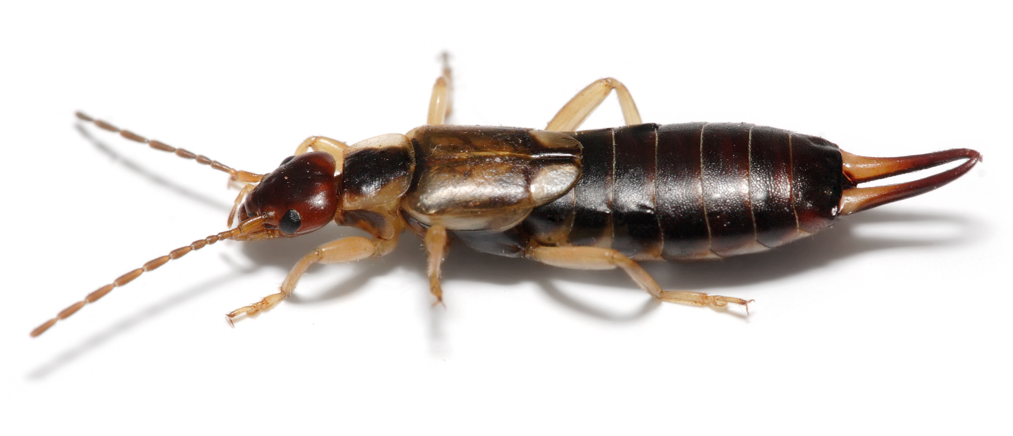 암컷 일반 집게벌레, Forficula auricularia