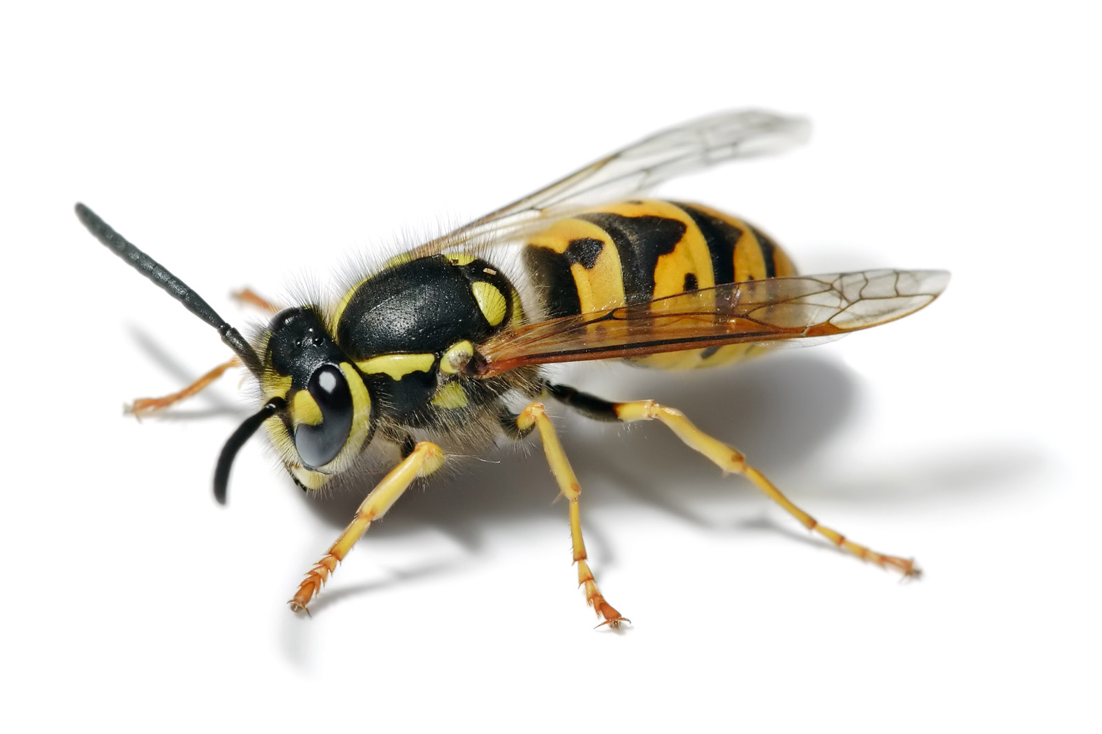 독일 땅벌 (Vespula germanica)