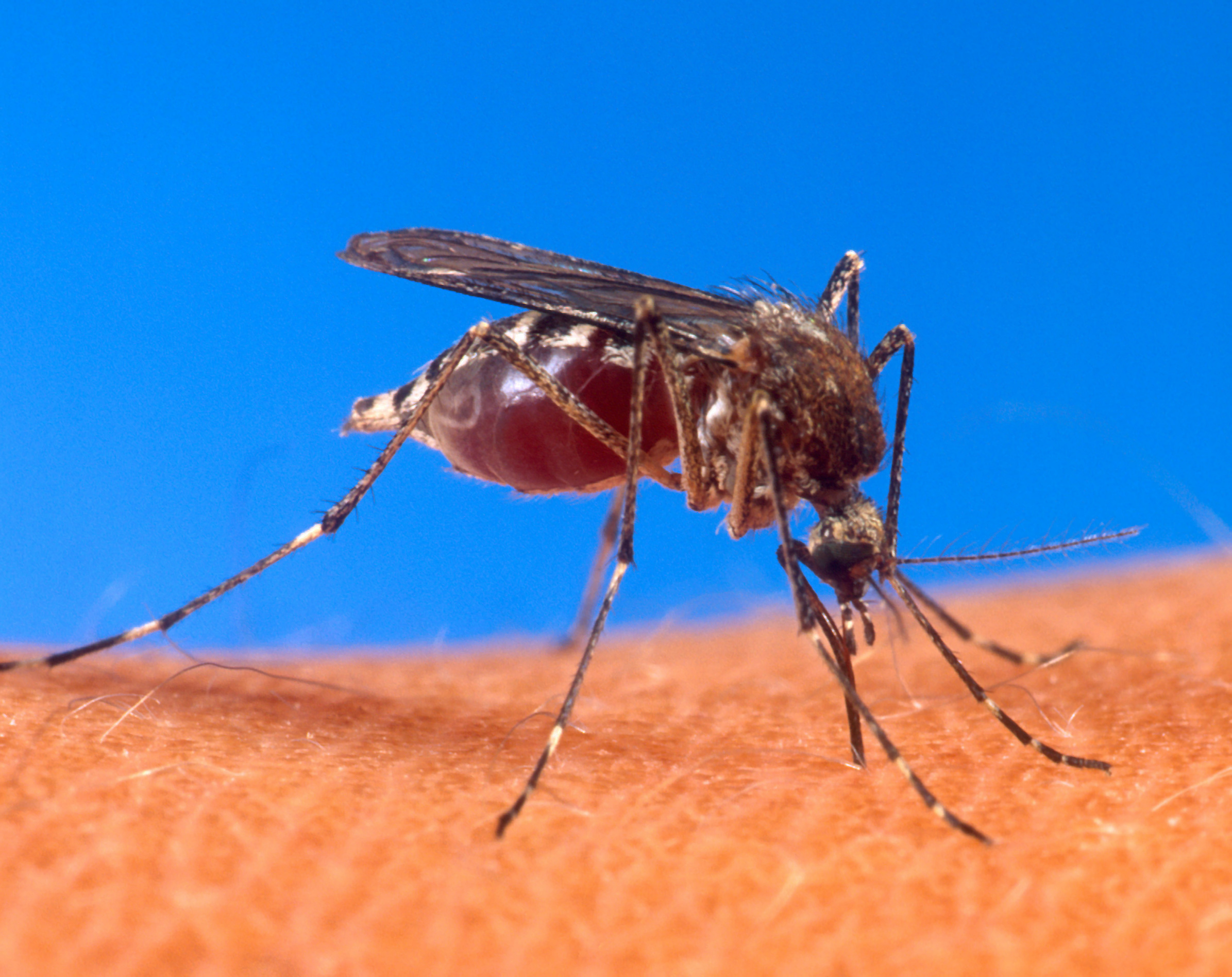 인간의 피부를 물고 있는 흰줄숲모기(Aedes aegypti) 확대 사진