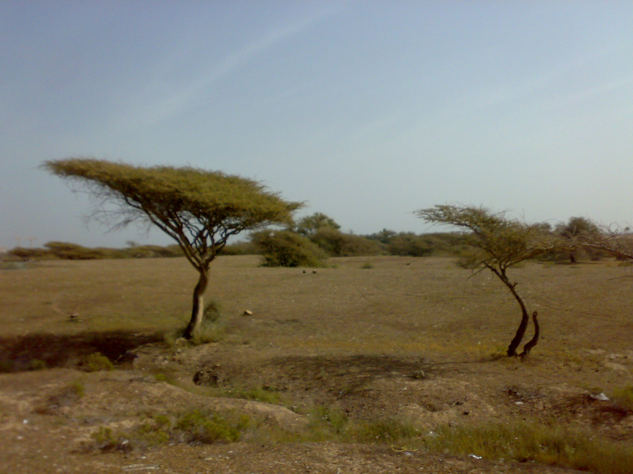 Pohon akasia tumbuh di pinggiran gurun dekat Fujairah