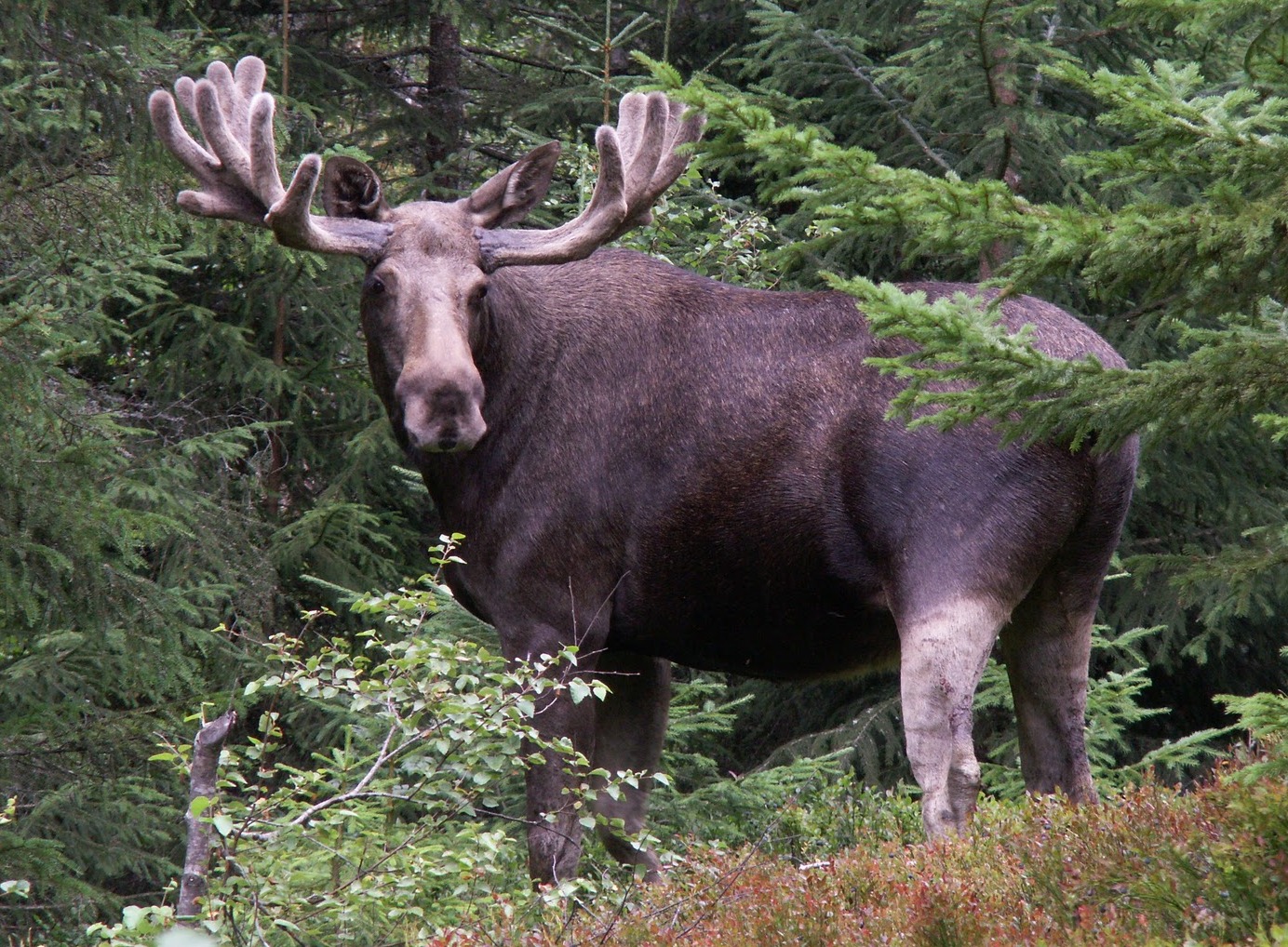 A Norwegian moose (Alces alces), known as elg in Norwegian, is the largest land animal on the Norwegian mainland.