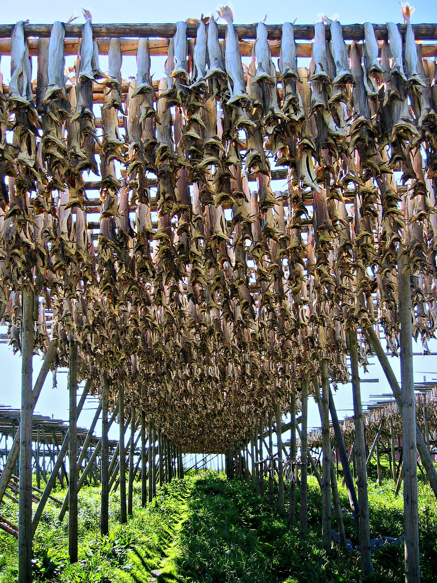 Stockfish (air-dried cod) drying on racks in Lofoten, a tradition dating back centuries and a key export product.