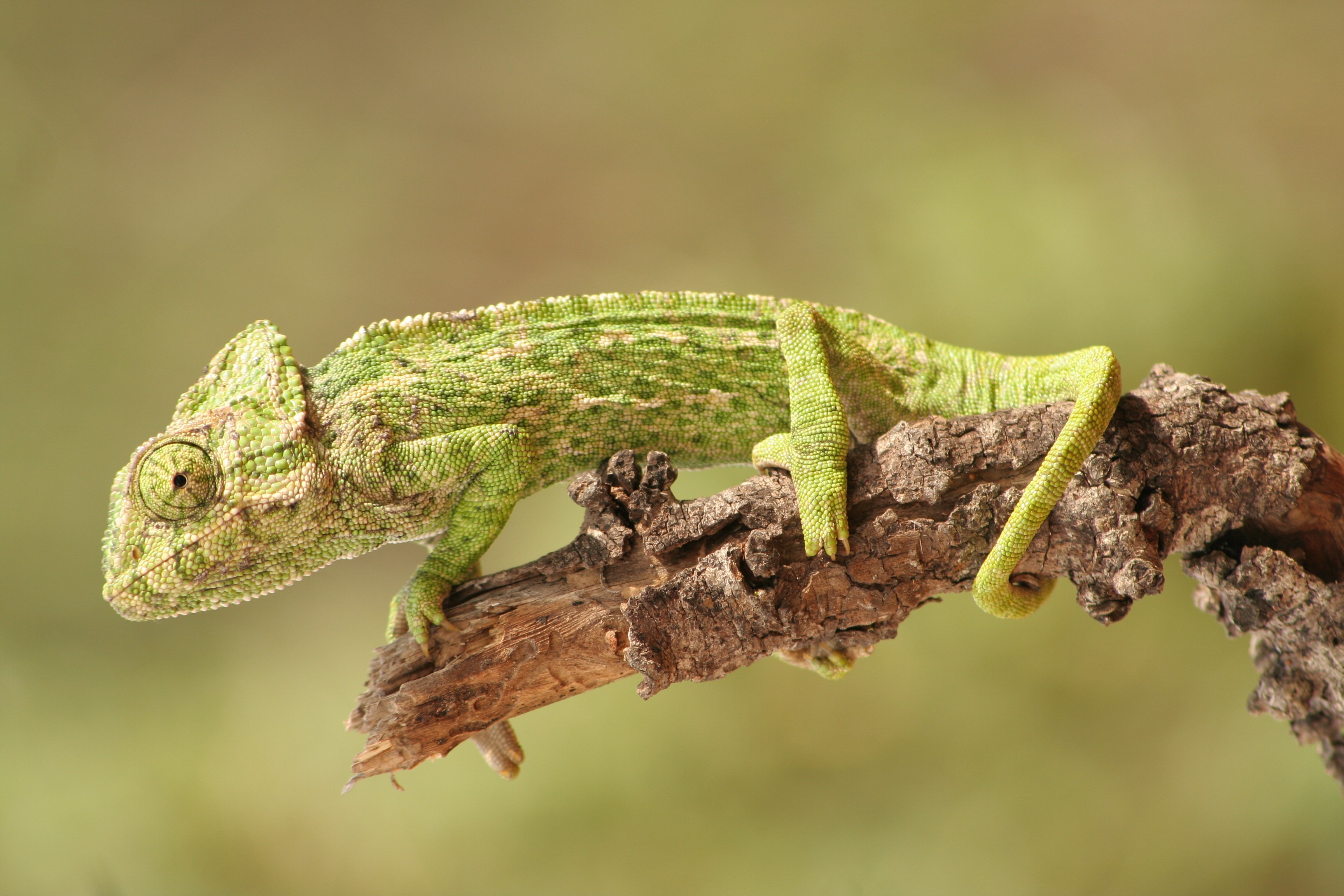 A chameleon in the Algarve. Portugal hosts a diverse range of reptilian and amphibian species.