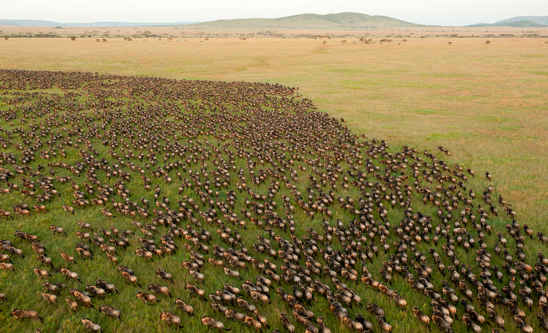 Migrasi Wildebeest di Serengeti