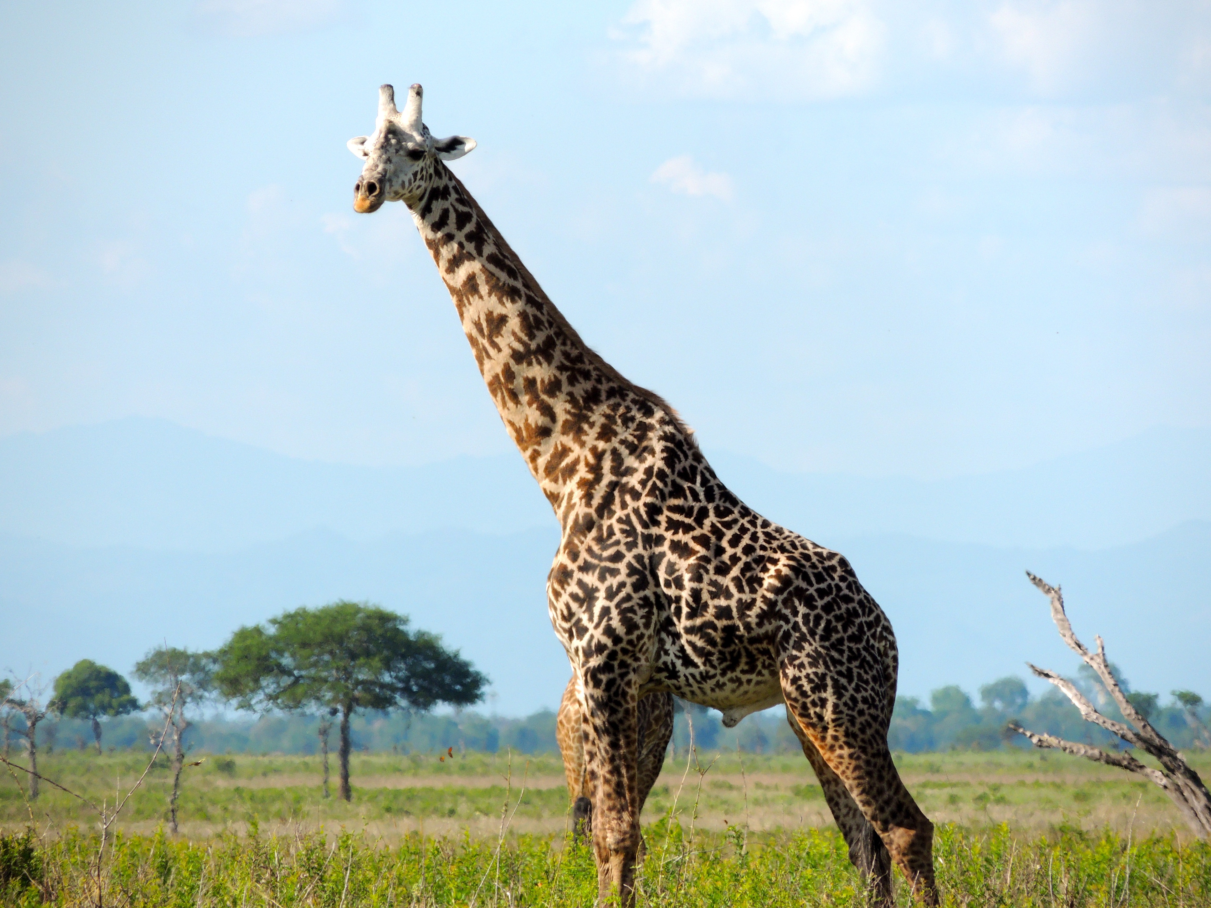 Jerapah Masai adalah hewan nasional Tanzania.