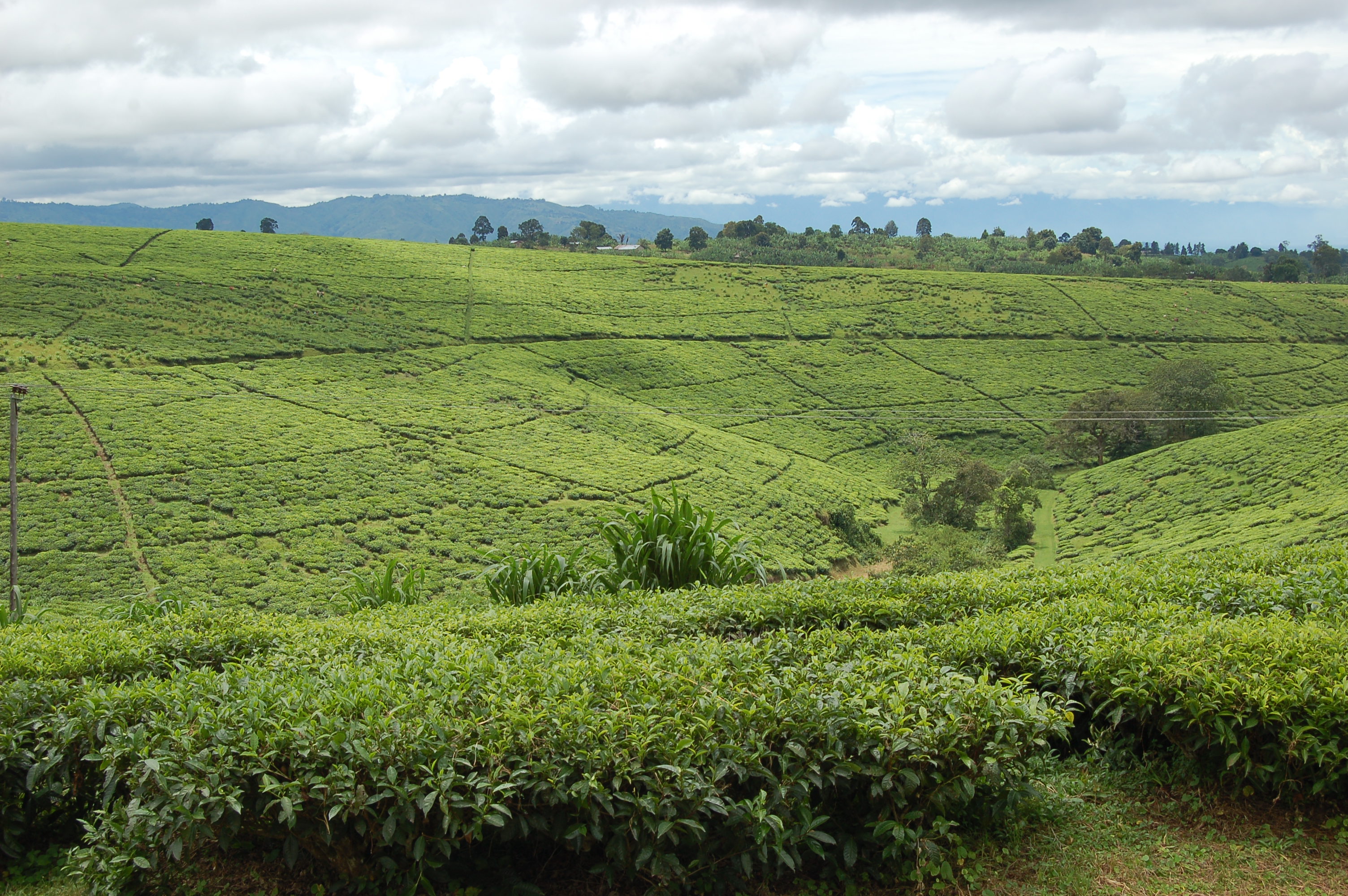 Perkebunan teh di Tukuyu