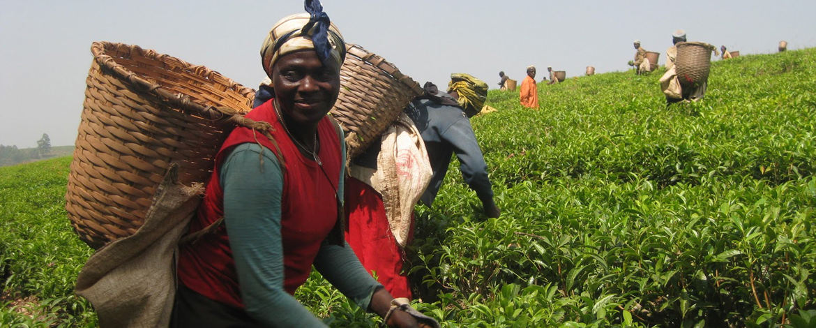 Wanita Tanzania memanen daun teh