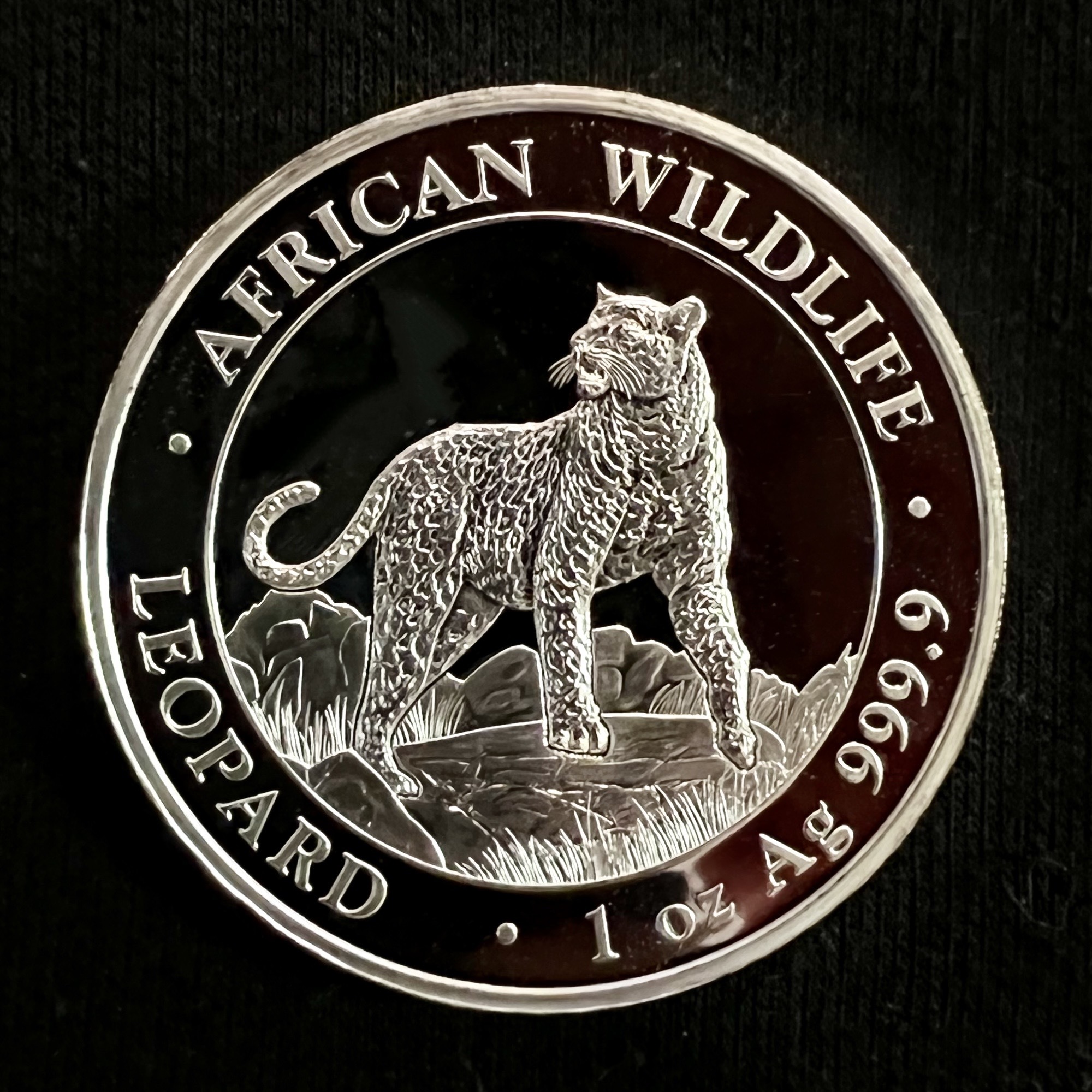 Đồng xu bạc Somalia 1 oz hình báo đốm năm 2022 (100 shilling).