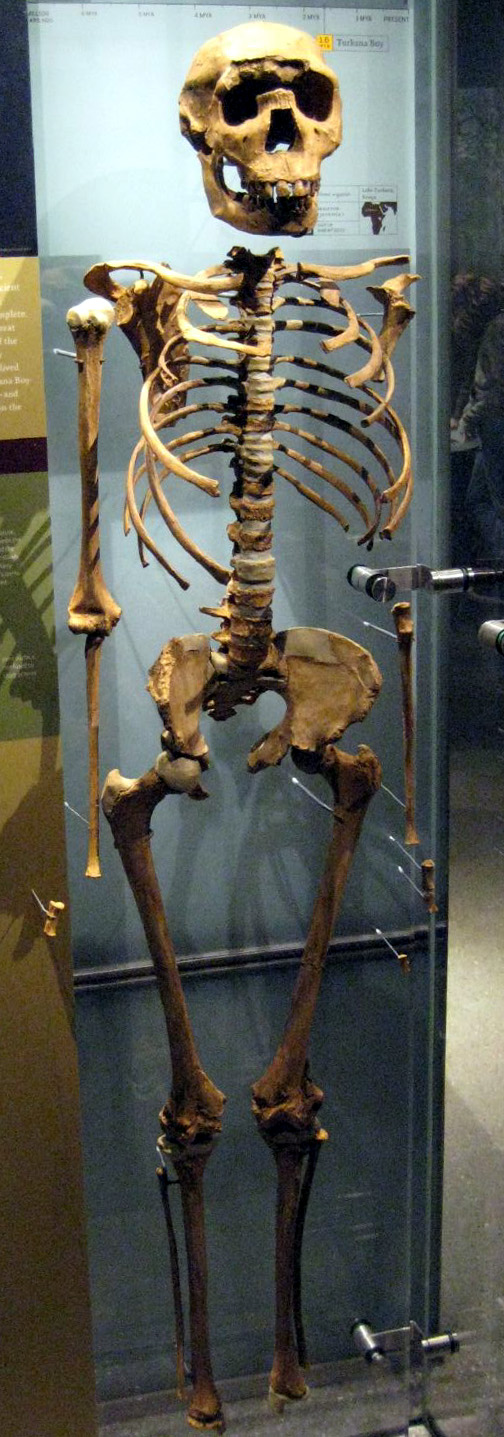 Anak Turkana, fosil hominid Homo erectus berusia 1,6 juta tahun.