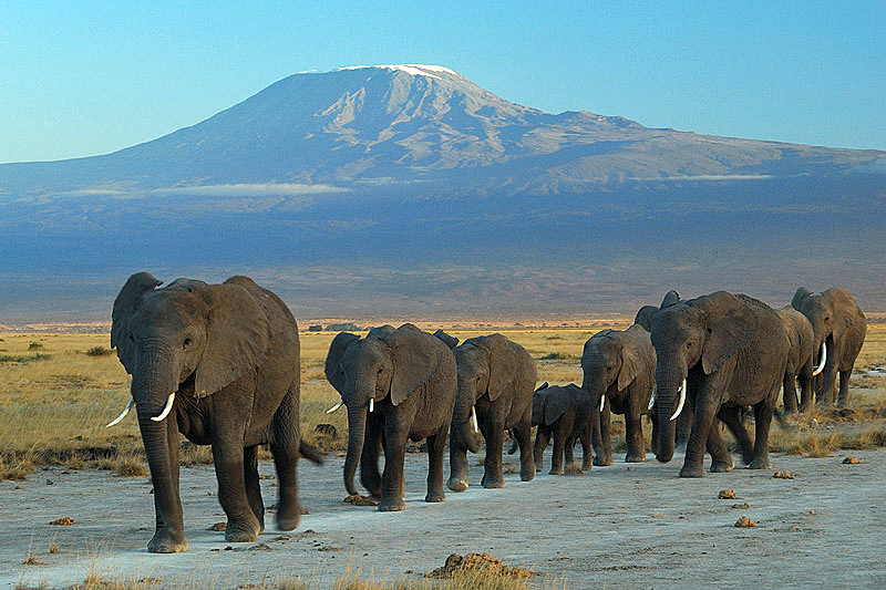 Gajah di Taman Nasional Amboseli dengan latar belakang Gunung Kilimanjaro.