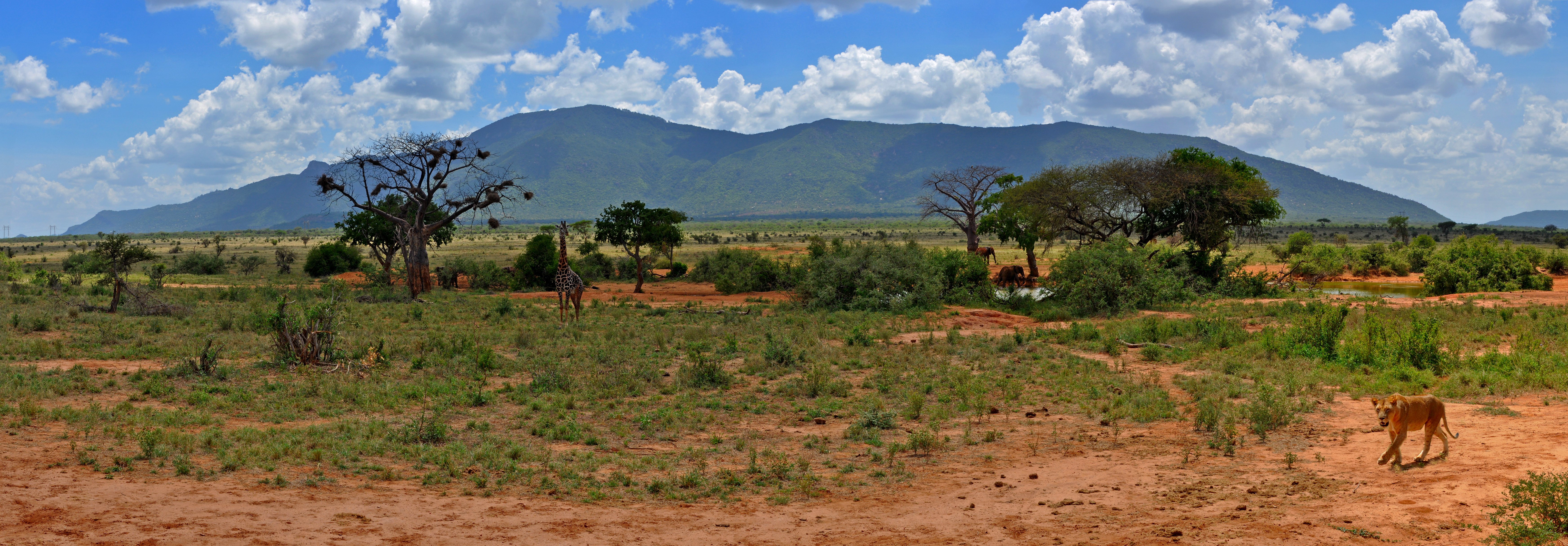 Panorama Taman Nasional Tsavo Timur.