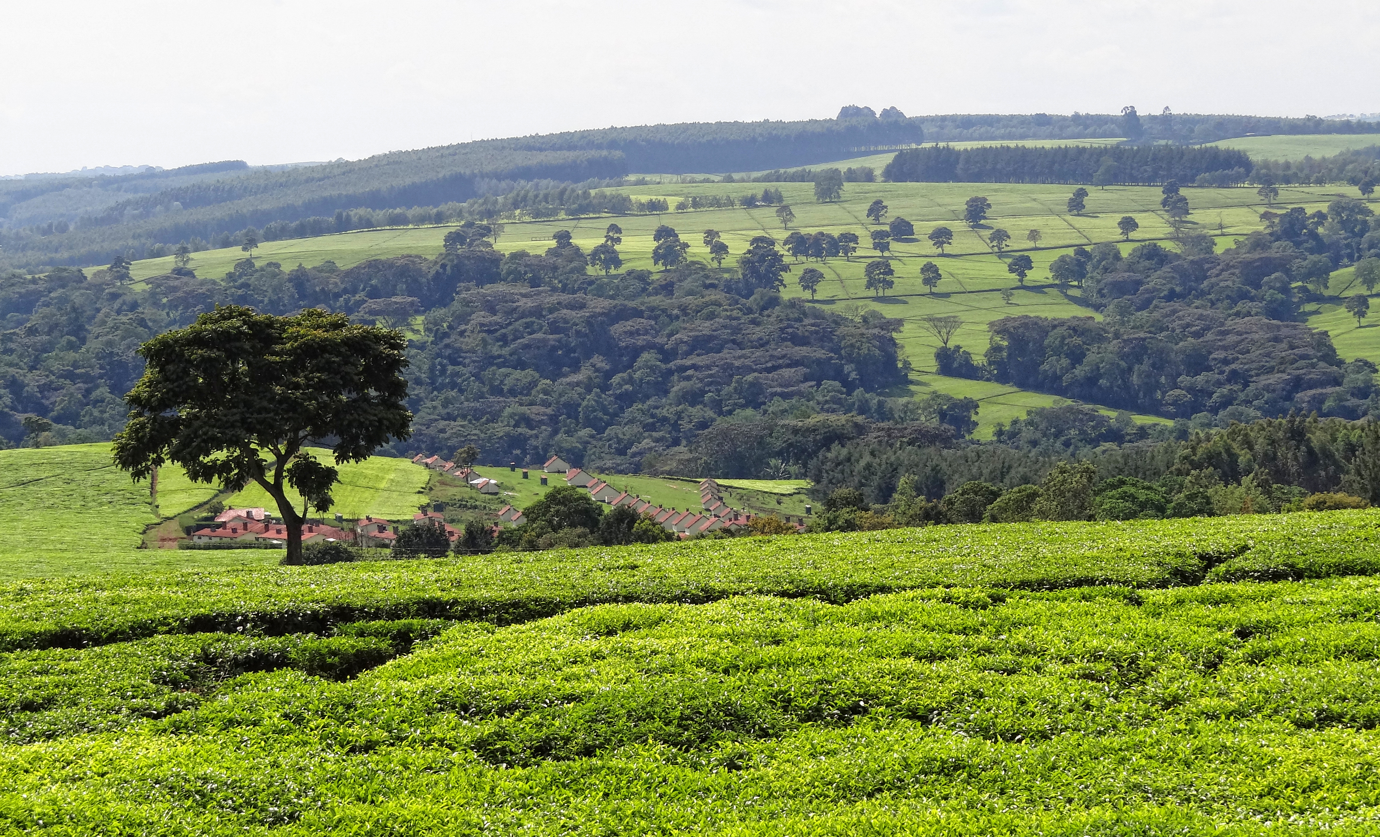 Perkebunan teh dekat Kericho, County Kericho.