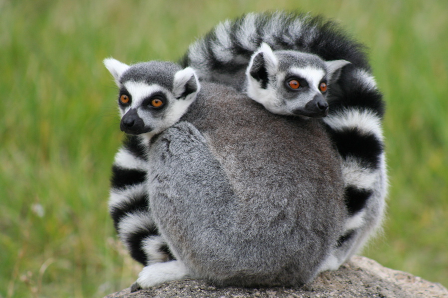 Lemur ekor cincin adalah salah satu dari lebih dari 100 spesies dan subspesies lemur yang hanya ditemukan di Madagaskar.