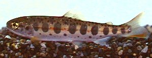 어린 Oncorhynchus masou