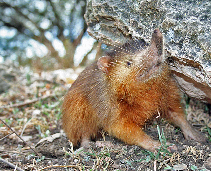 The endangered Hispaniolan solenodon, an insectivorous mammal endemic to Hispaniola and one of Haiti's unique wildlife species.