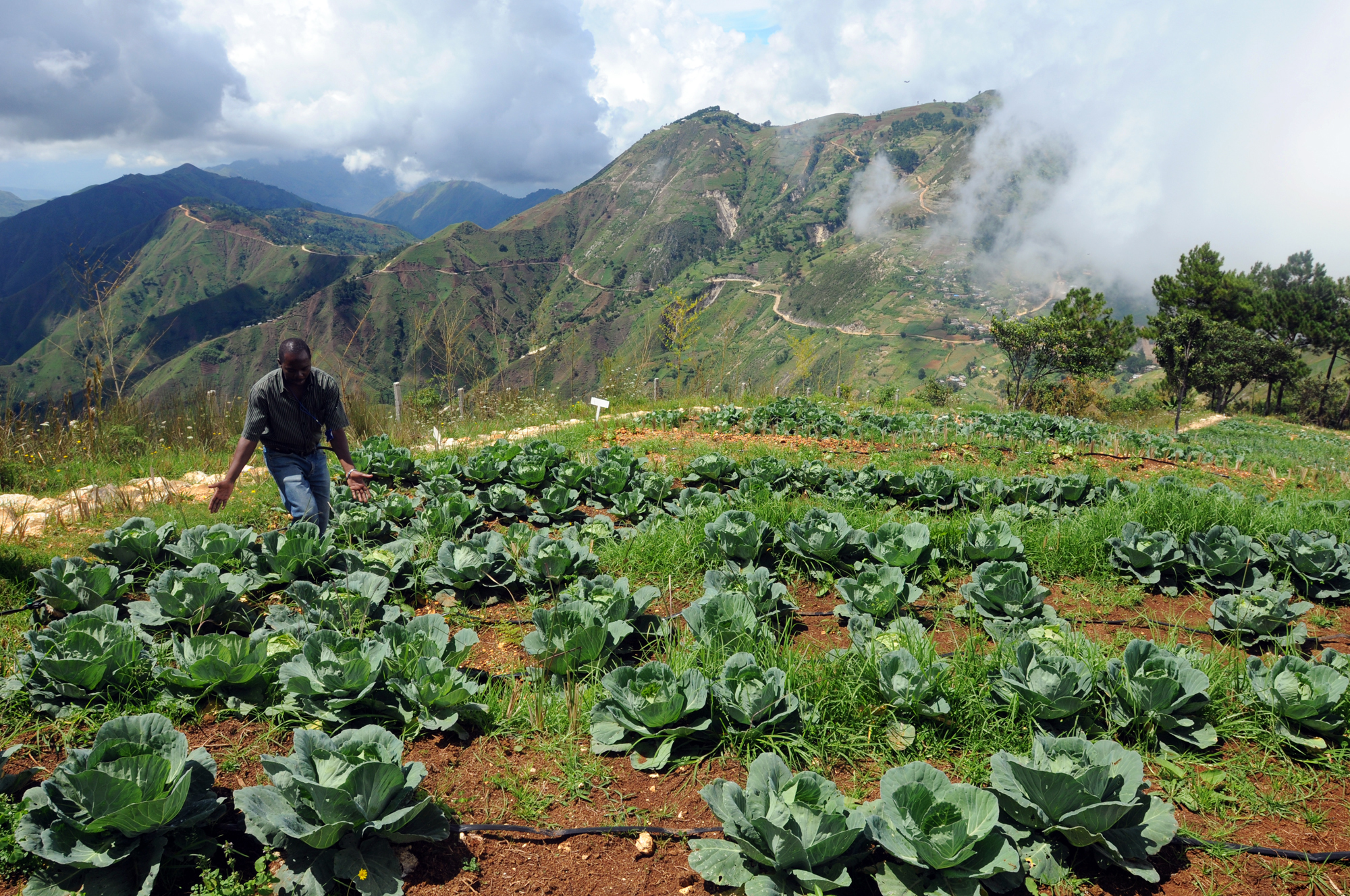 Rows of cabbage growing in Haiti. Agriculture remains a vital sector, though facing many challenges.