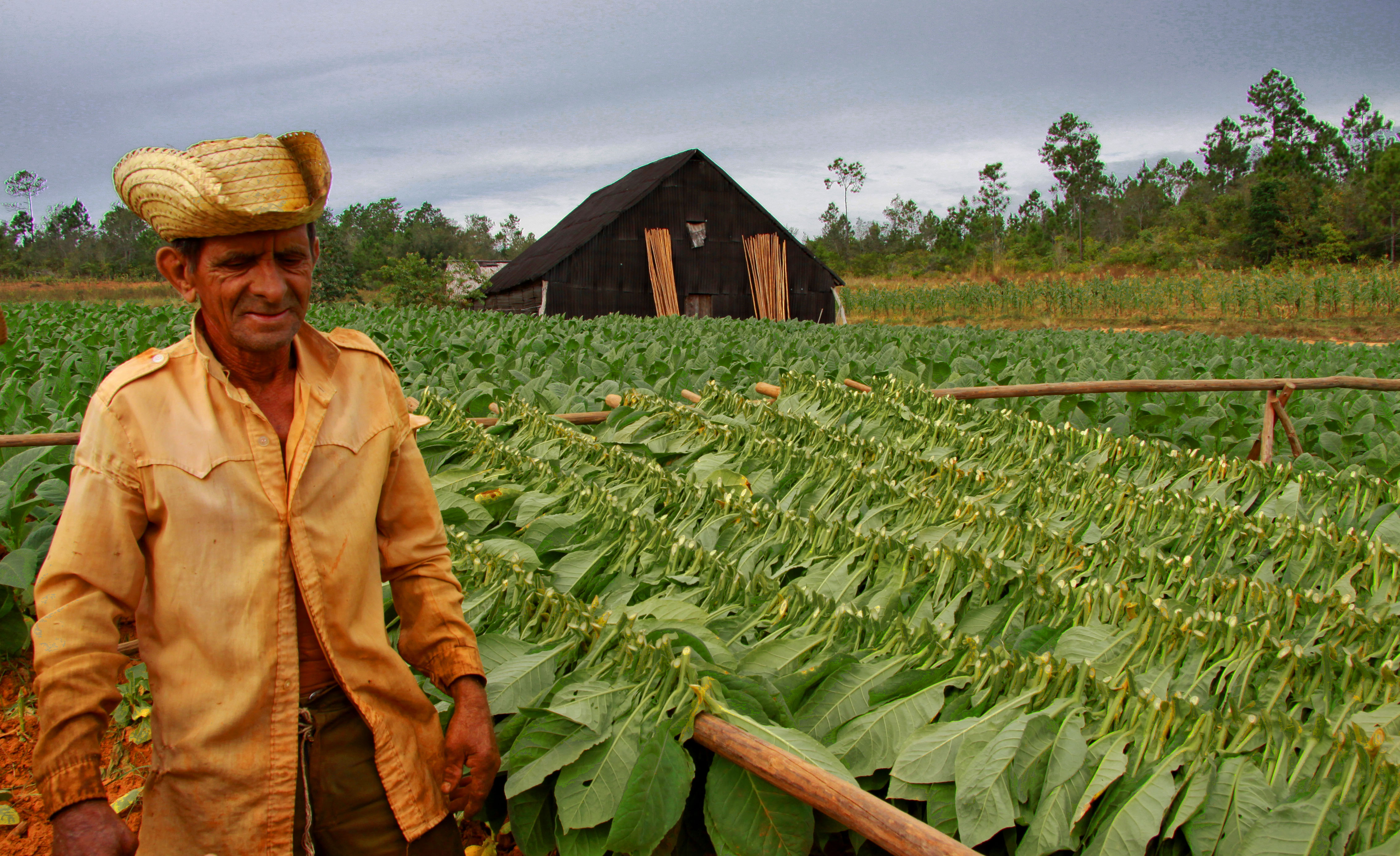 Những cánh đồng thuốc lá ở Viñales