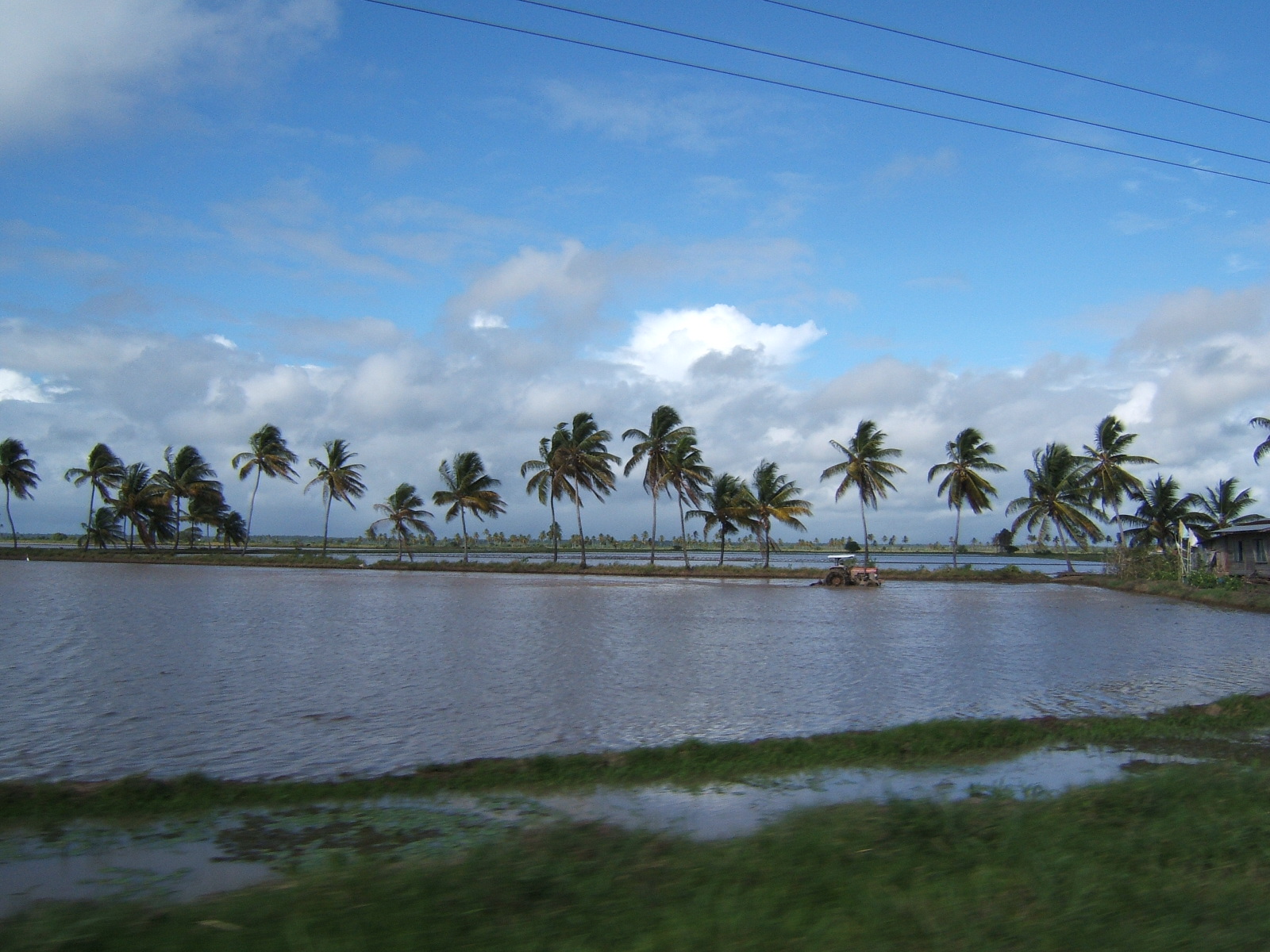 A tractor in a rice field on Guyana's coastal plain, a traditional agricultural activity.
