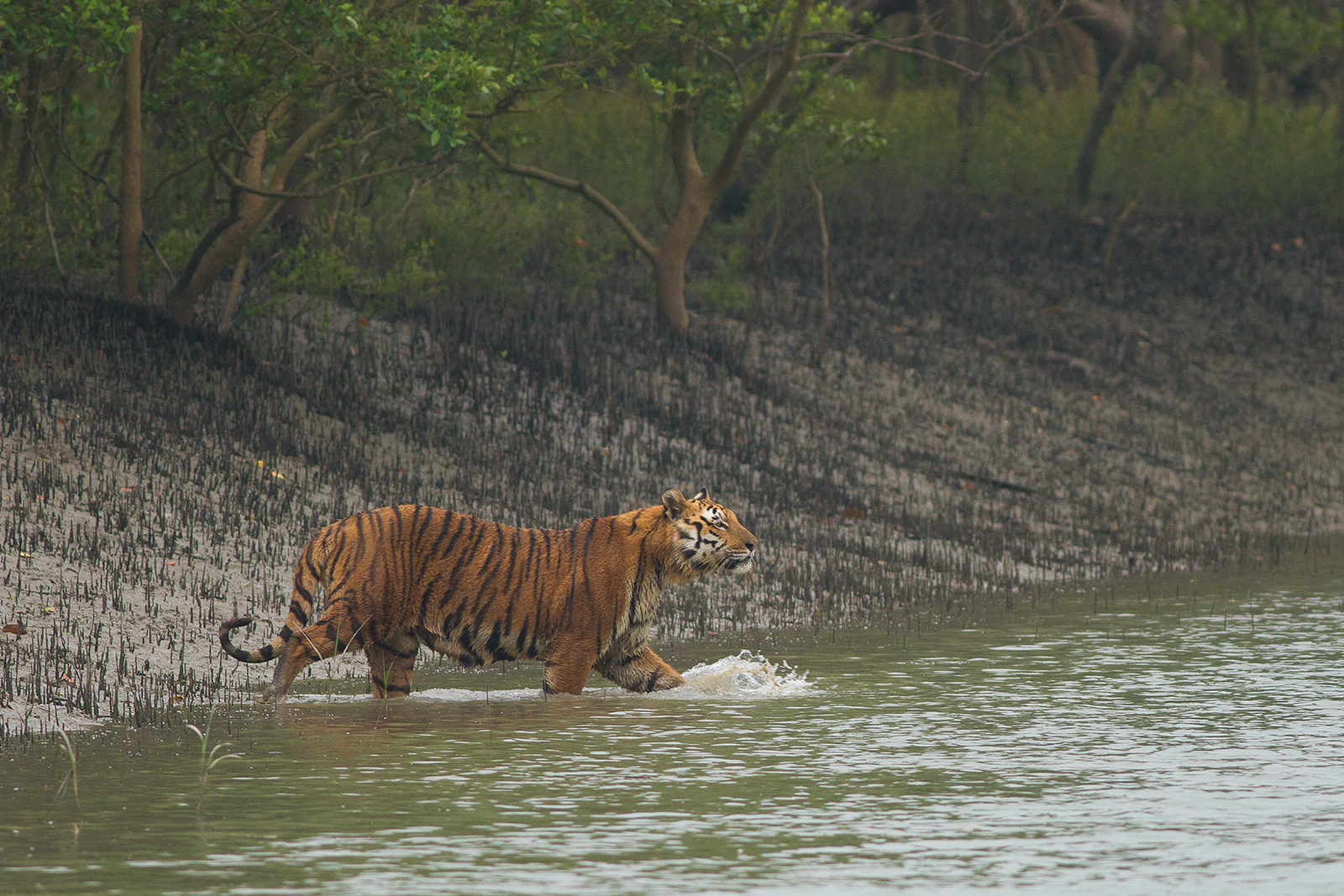 A Bengal tiger, the national animal, in the Sundarbans mangrove forest.