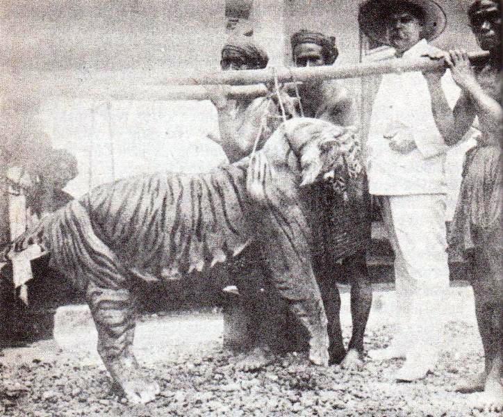 1920년대 M. 잔벨트가 죽인 발리 호랑이