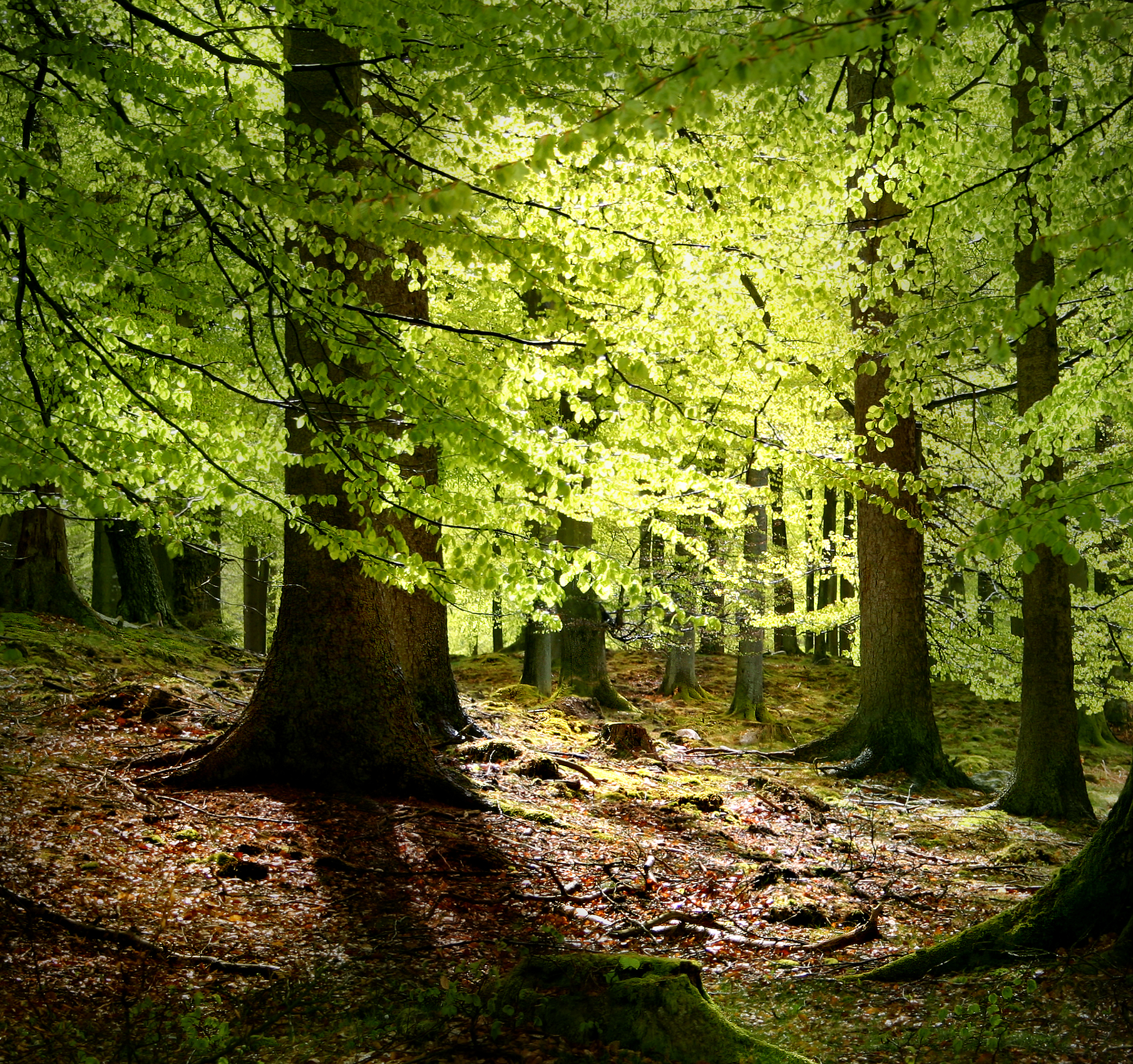 European Beech trees are common throughout Denmark, especially in its sparse woodlands. They are a significant part of the country's remaining forest cover.