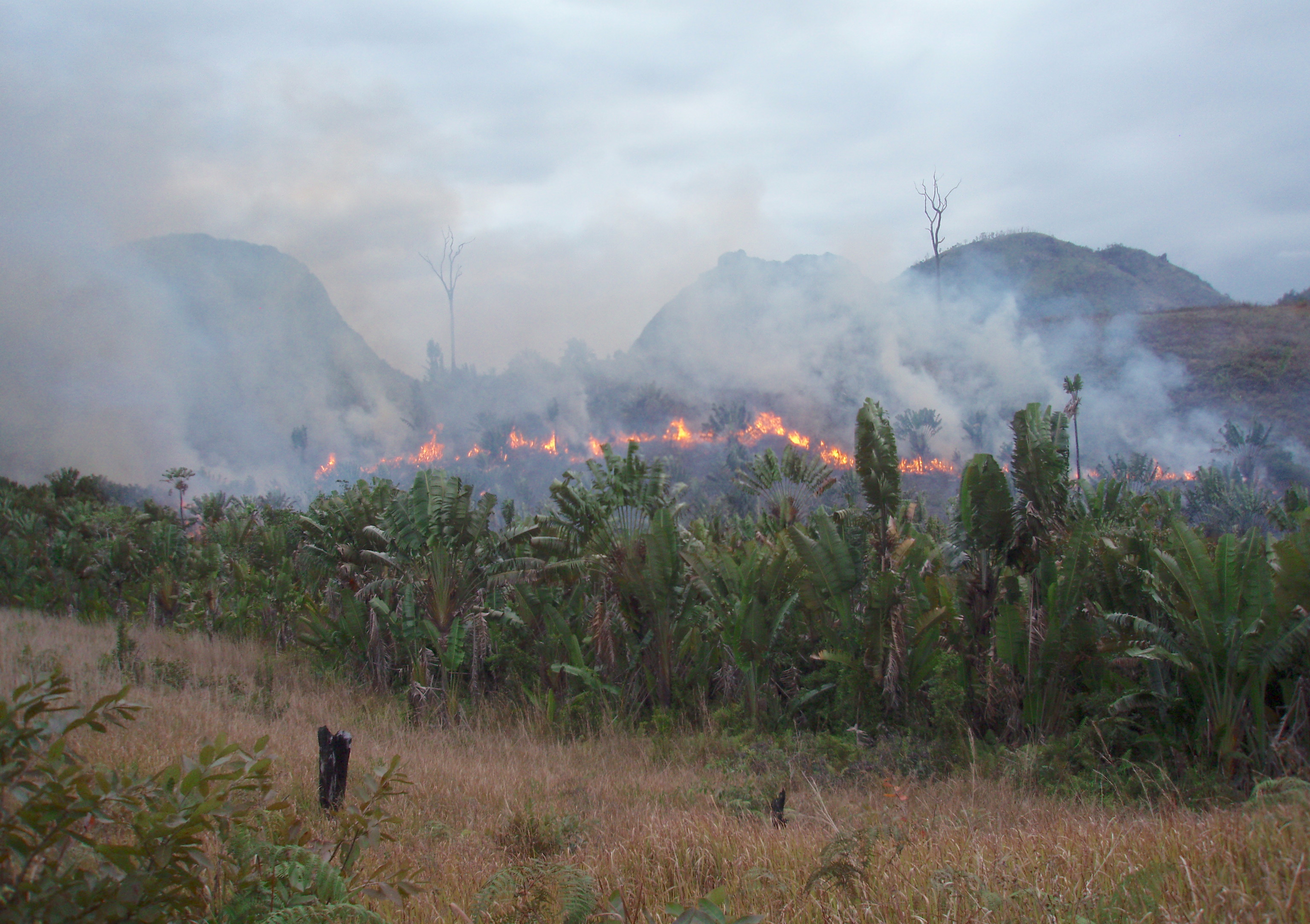 Praktik Tavy (tebang-bakar) menyebabkan kebakaran hutan hujan Malagasi dan perusakan habitat hutan asli yang tersebar luas.