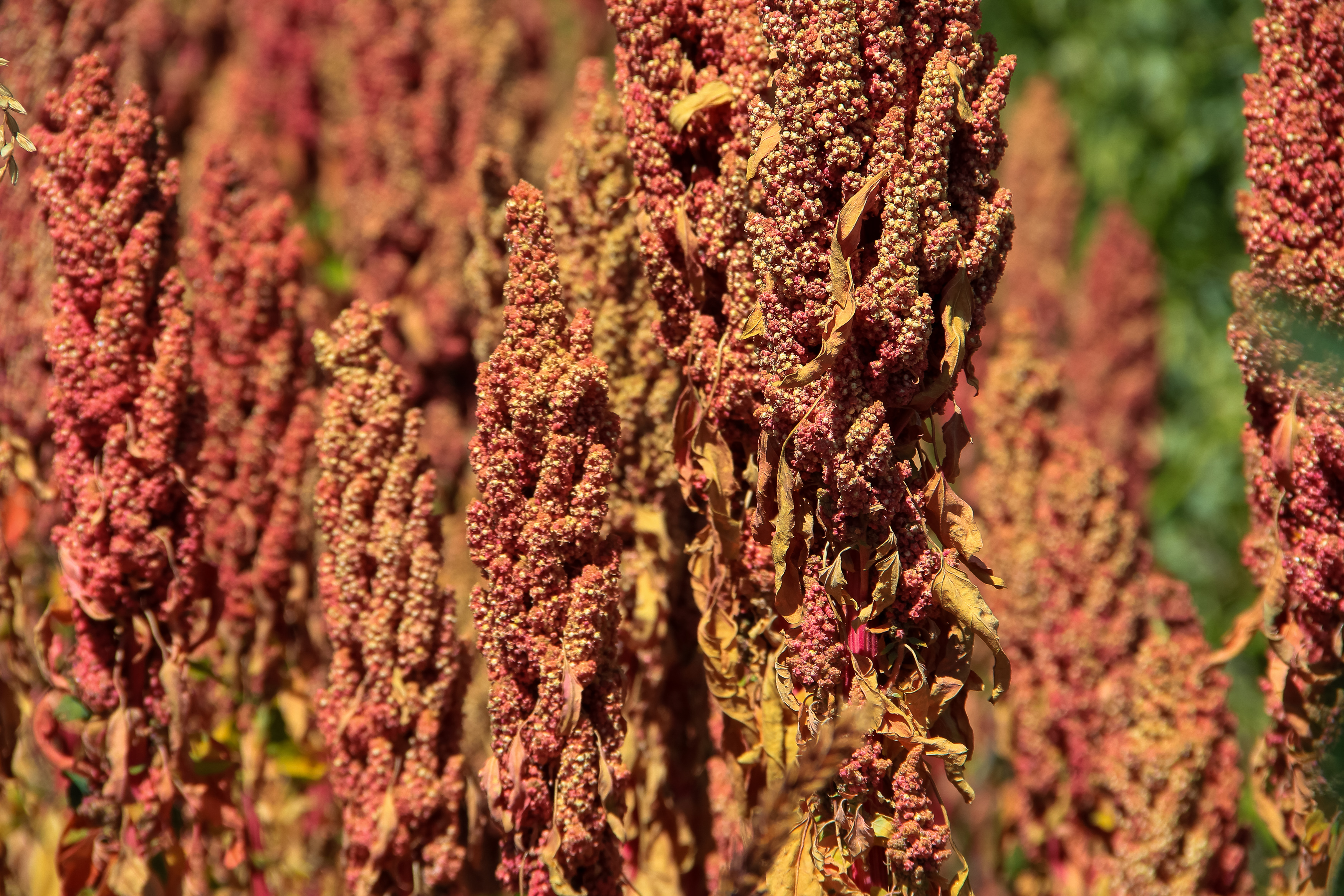Quinoa cultivation. Peru is a major global producer of this Andean grain.