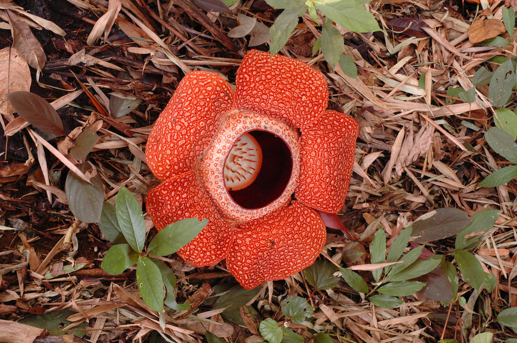 Một số loài Rafflesia có thể phát triển đường kính lên tới 1 m, khiến chúng trở thành những bông hoa lớn nhất thế giới.
