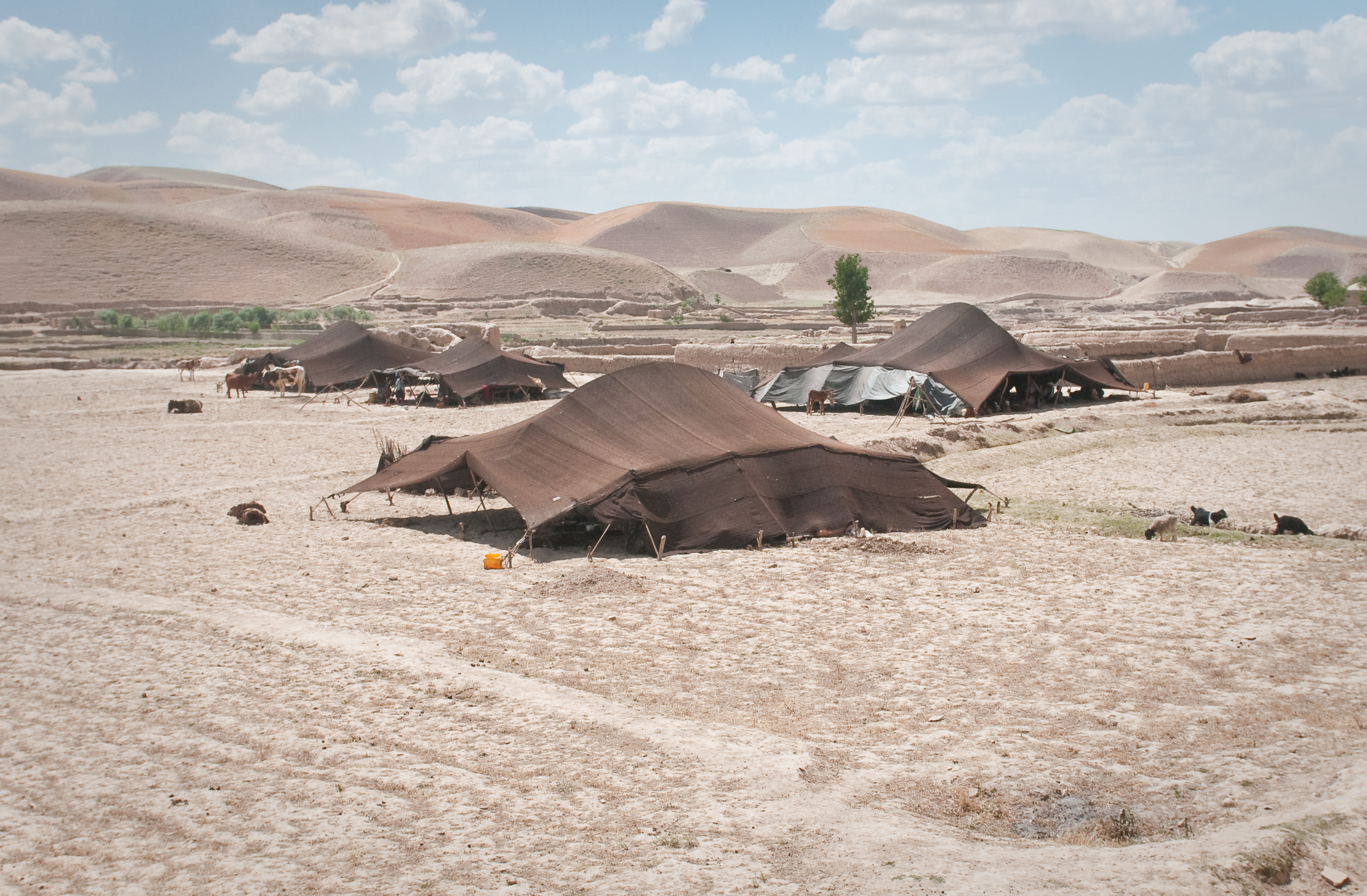 Lều của những người du mục Afghanistan ở tỉnh Badghis phía bắc. Các làng nông nghiệp định cư sớm đã xuất hiện khoảng 7.000 năm trước.
