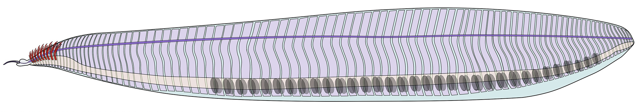 피카이아의 해부학적 재구성