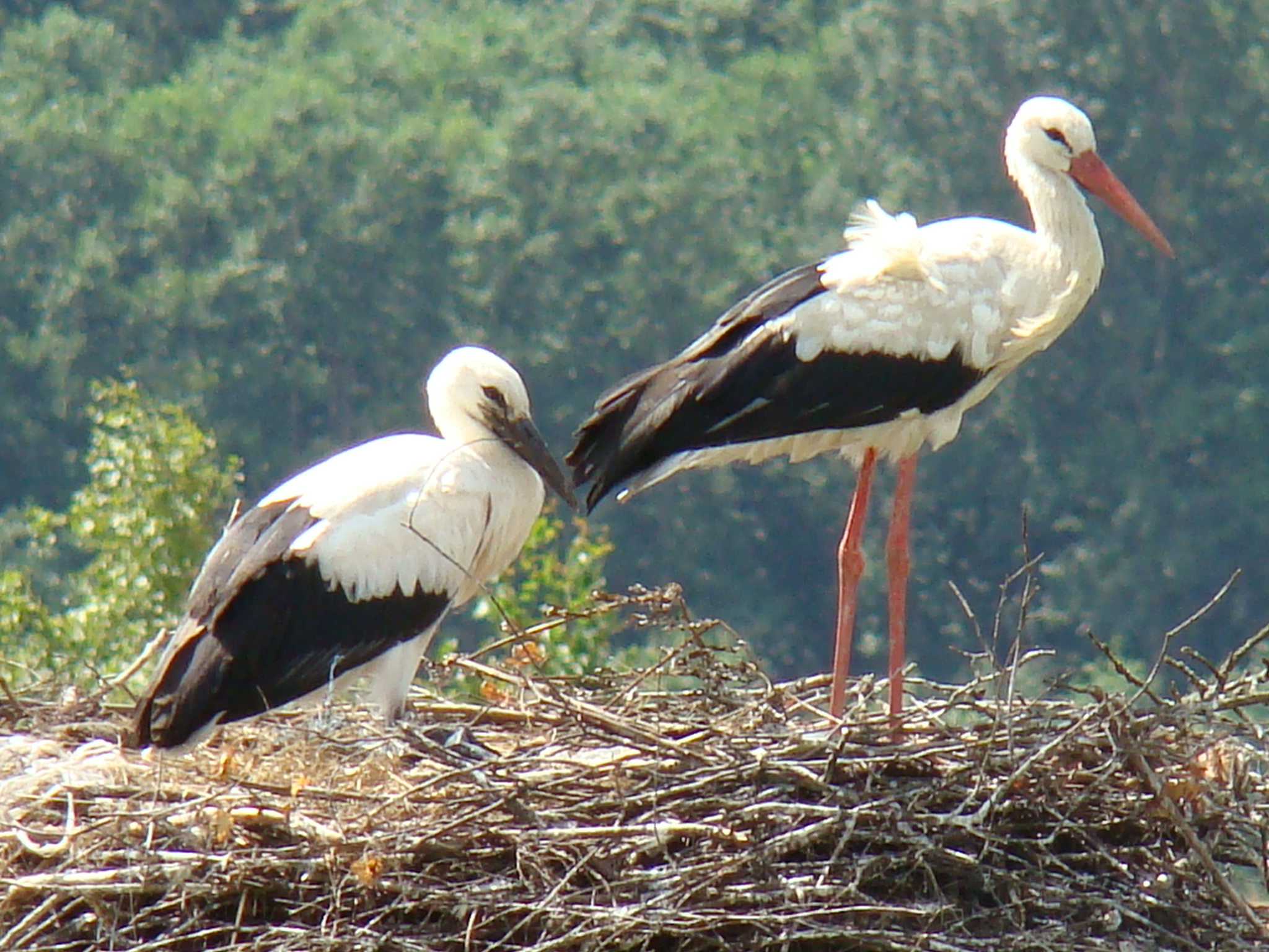 The white stork is the national bird of Lithuania, and the country has one of the highest-density stork populations in Europe.