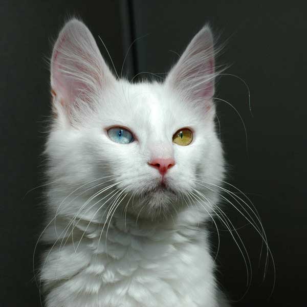 Kucing Angora Turki putih dengan mata ganjil (heterokromia), yang biasa ditemui di kalangan kucing Angora.
