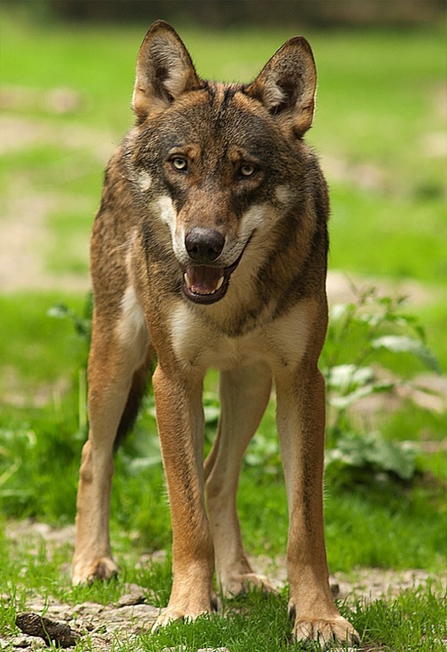 The Italian wolf (Canis lupus italicus), a subspecies native to the Italian Peninsula, is considered the national animal of Italy and a symbol of its wildlife.