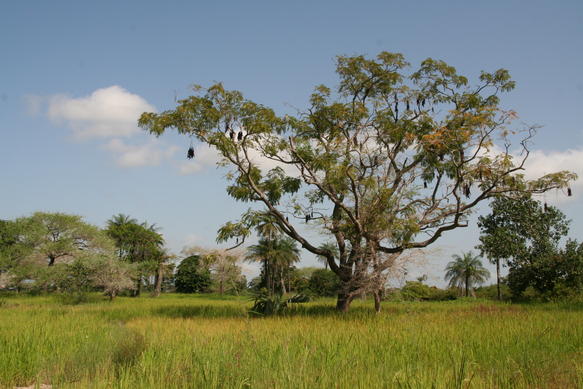 Phong cảnh Casamance