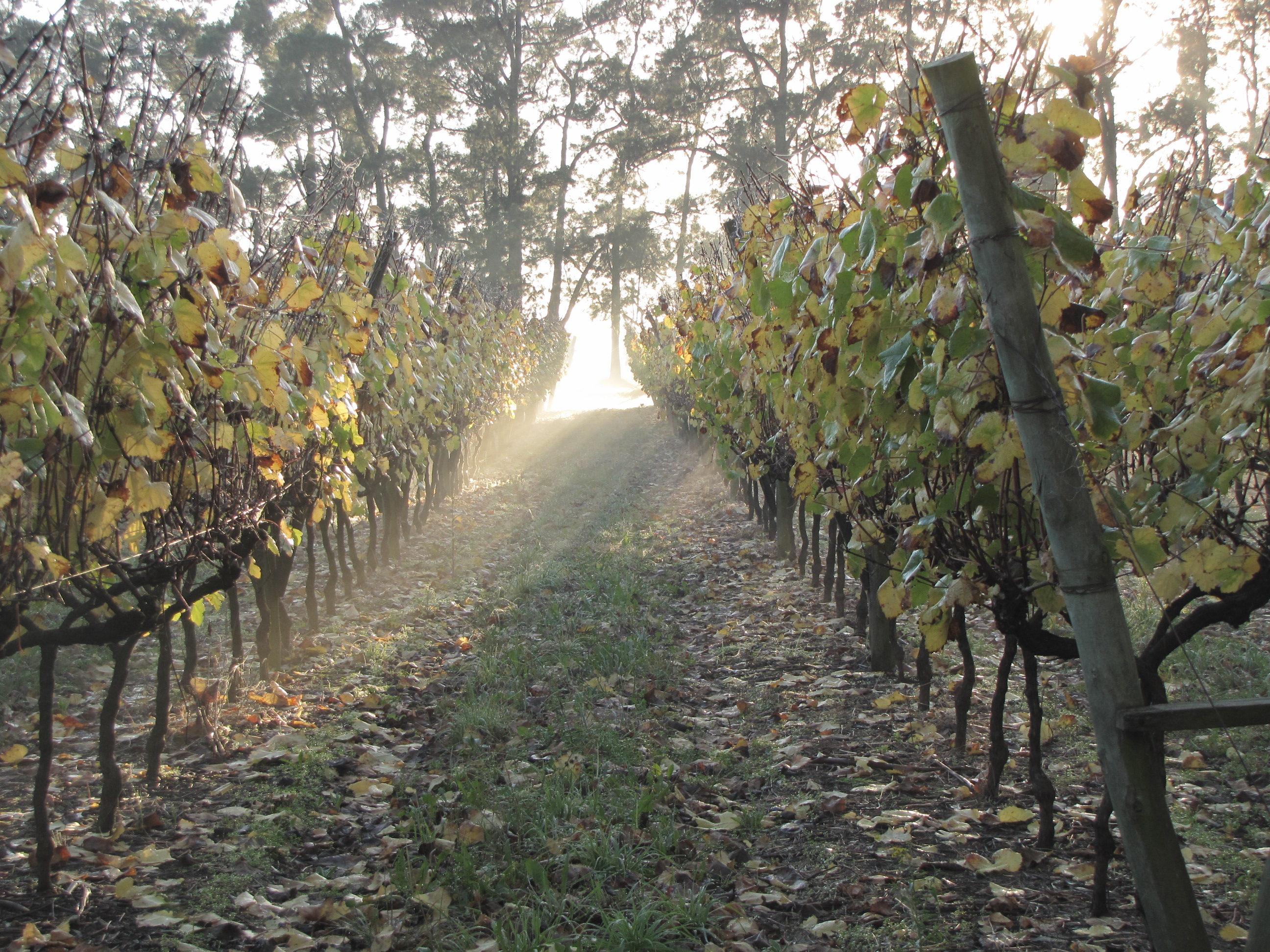 A vineyard in Uruguay; the wine industry is a growing part of the agricultural sector.