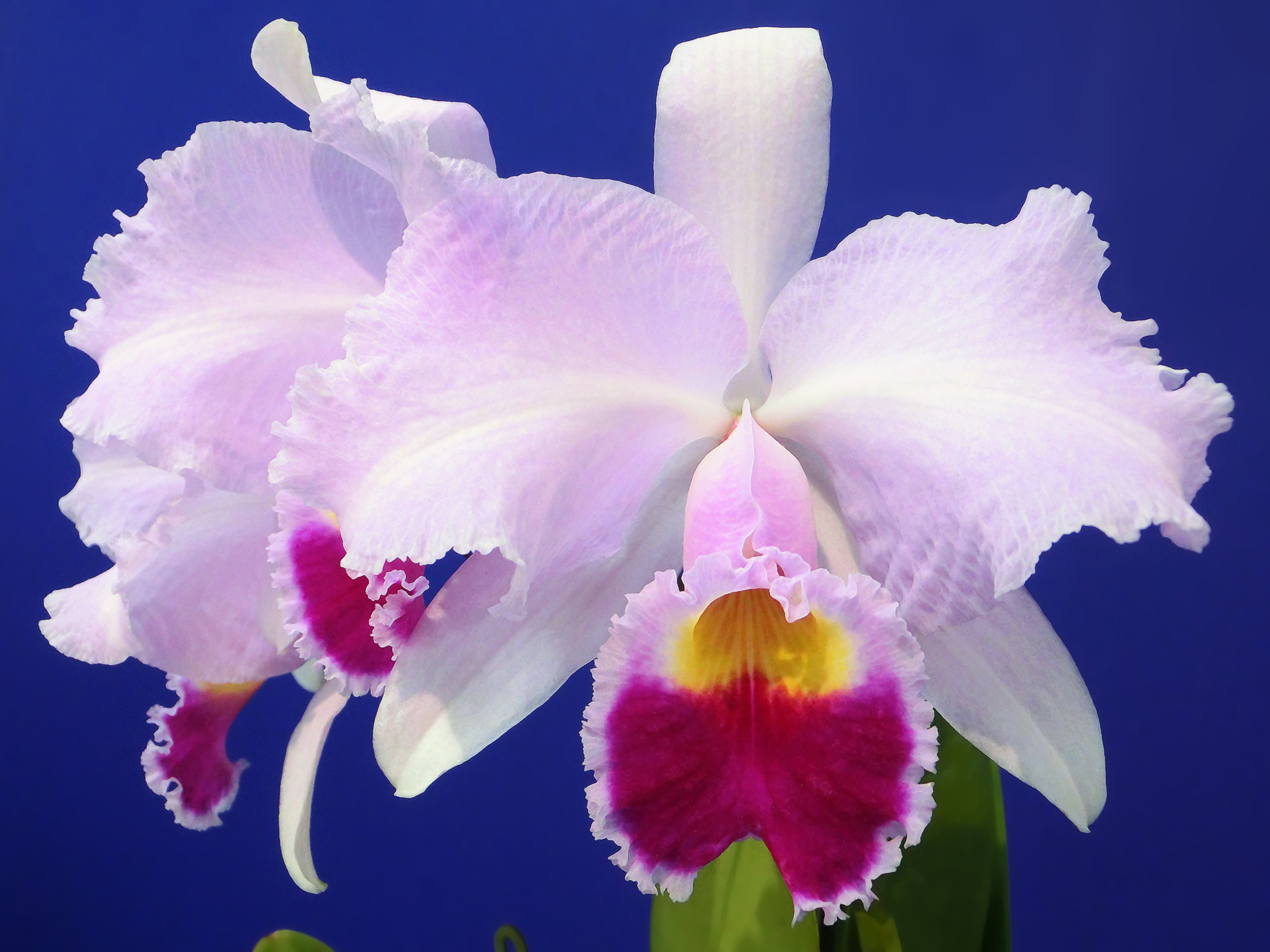 The national flower of Colombia, the endemic orchid Cattleya trianae, is named for Colombian botanist and physician José Jerónimo Triana. Its beauty symbolizes the country's rich floral diversity, a key component of its status as a megadiverse nation, but also highlights the need for conservation of such unique species and their habitats, especially in the face of threats to indigenous territories where much of this biodiversity is found.