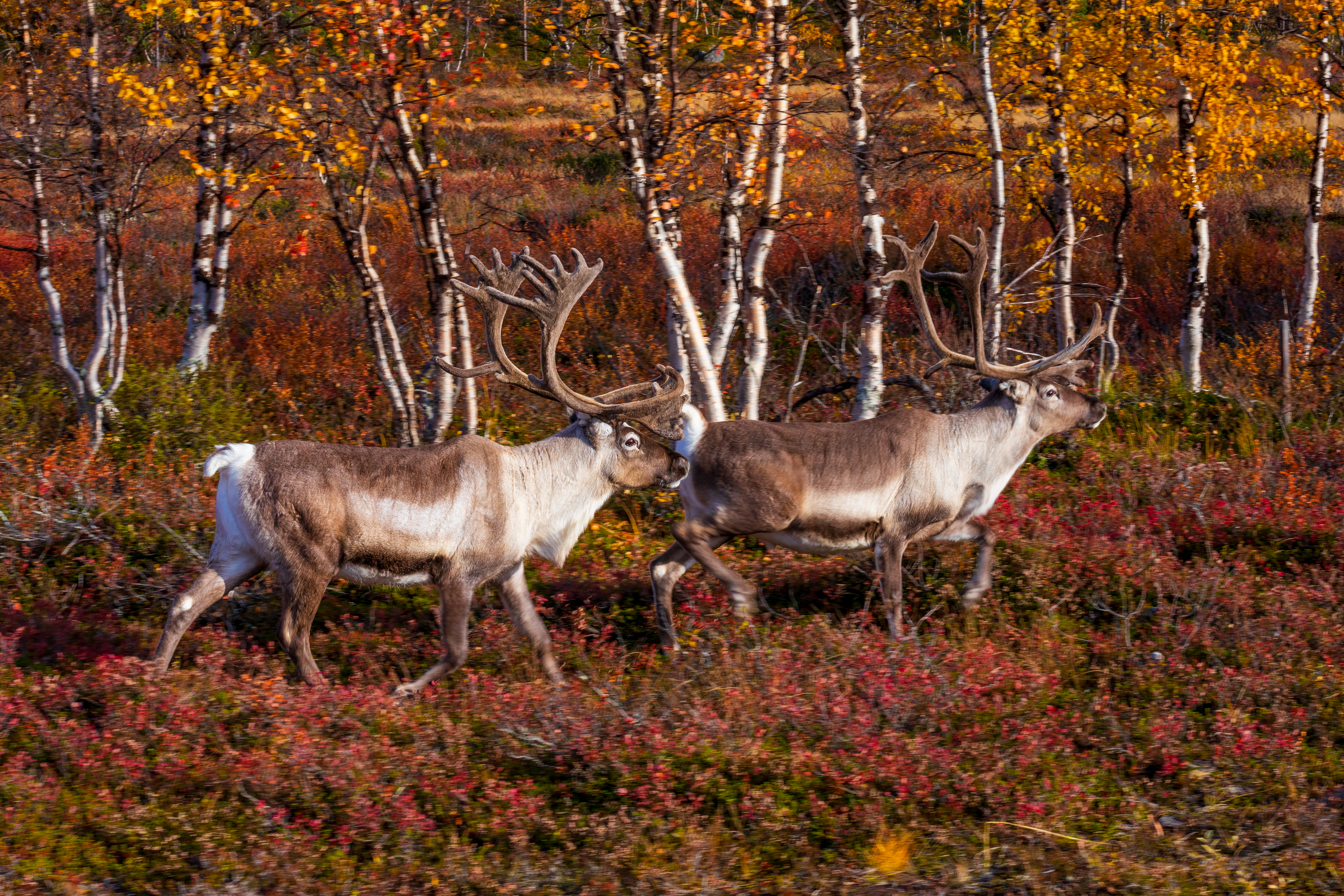 Ở Phần Lan, tuần lộc gặm cỏ ở khu vực Lapland và trên các núi cao.
