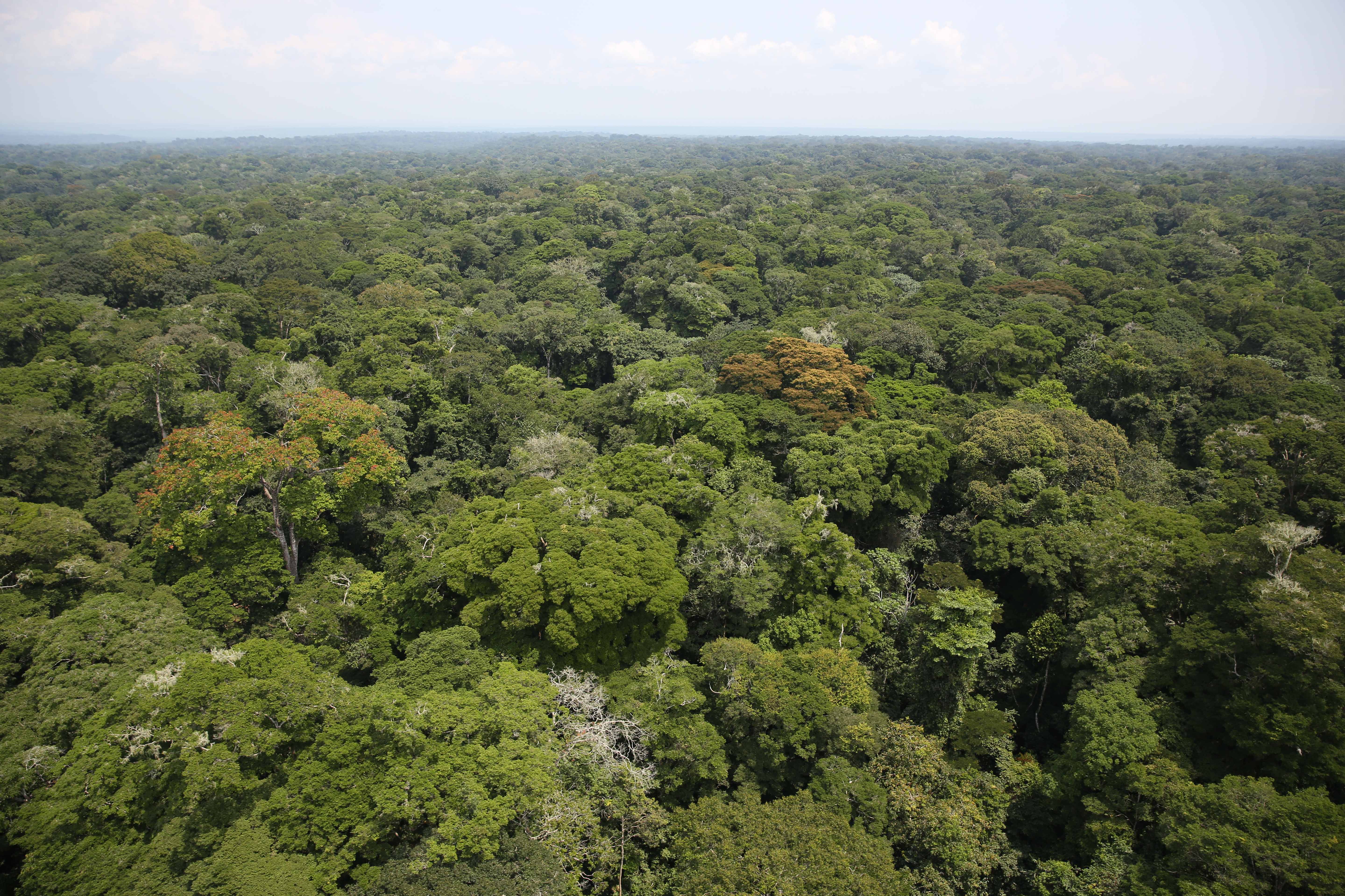 Hutan Hujan Ituri. Hutan hujan Kongo adalah salah satu ekosistem terpenting di dunia.