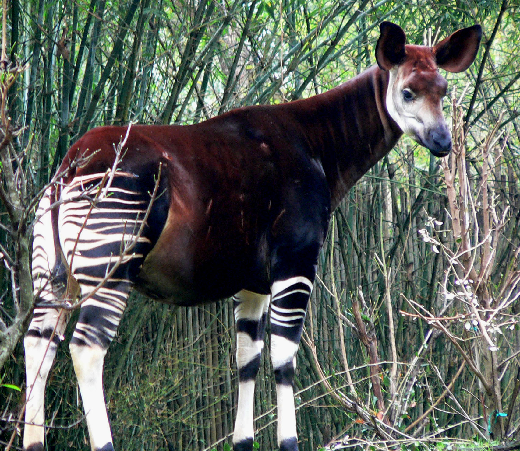 Ditemukan di hutan hujan Kongo, okapi tidak dikenal oleh ilmu pengetahuan hingga tahun 1901.